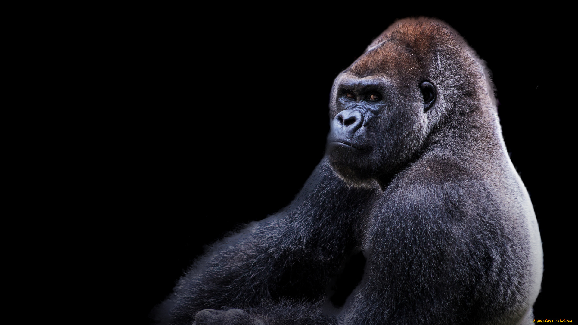 животные, обезьяны, гарилла, чёрный, фон