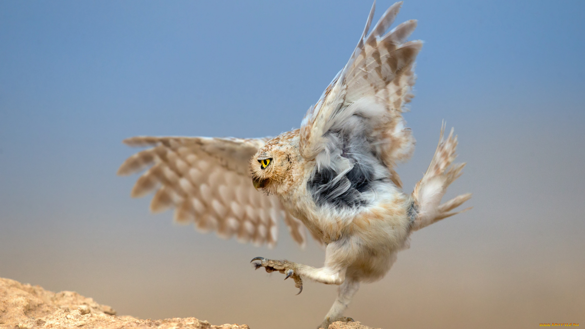 животные, совы, птица, сова, хищник, охота, змея