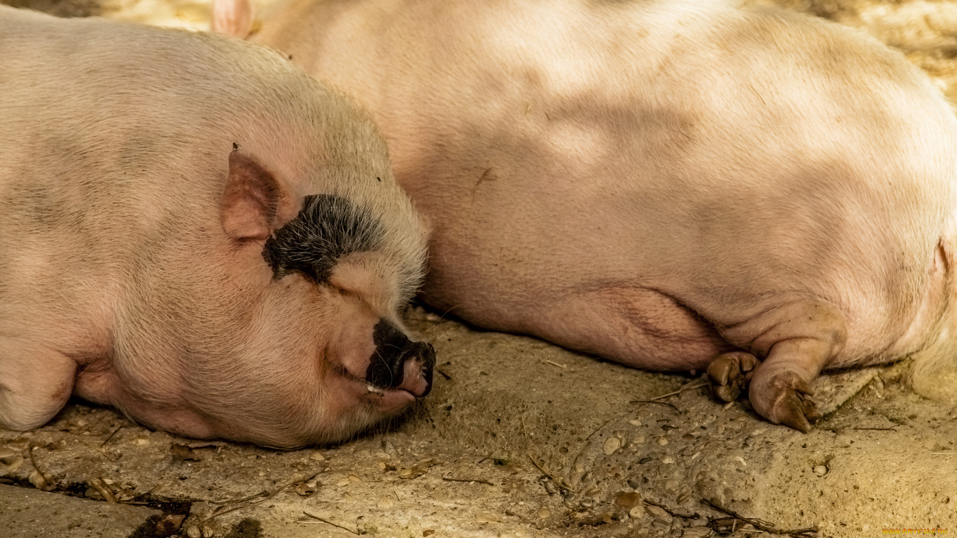 животные, свиньи, , кабаны, спят