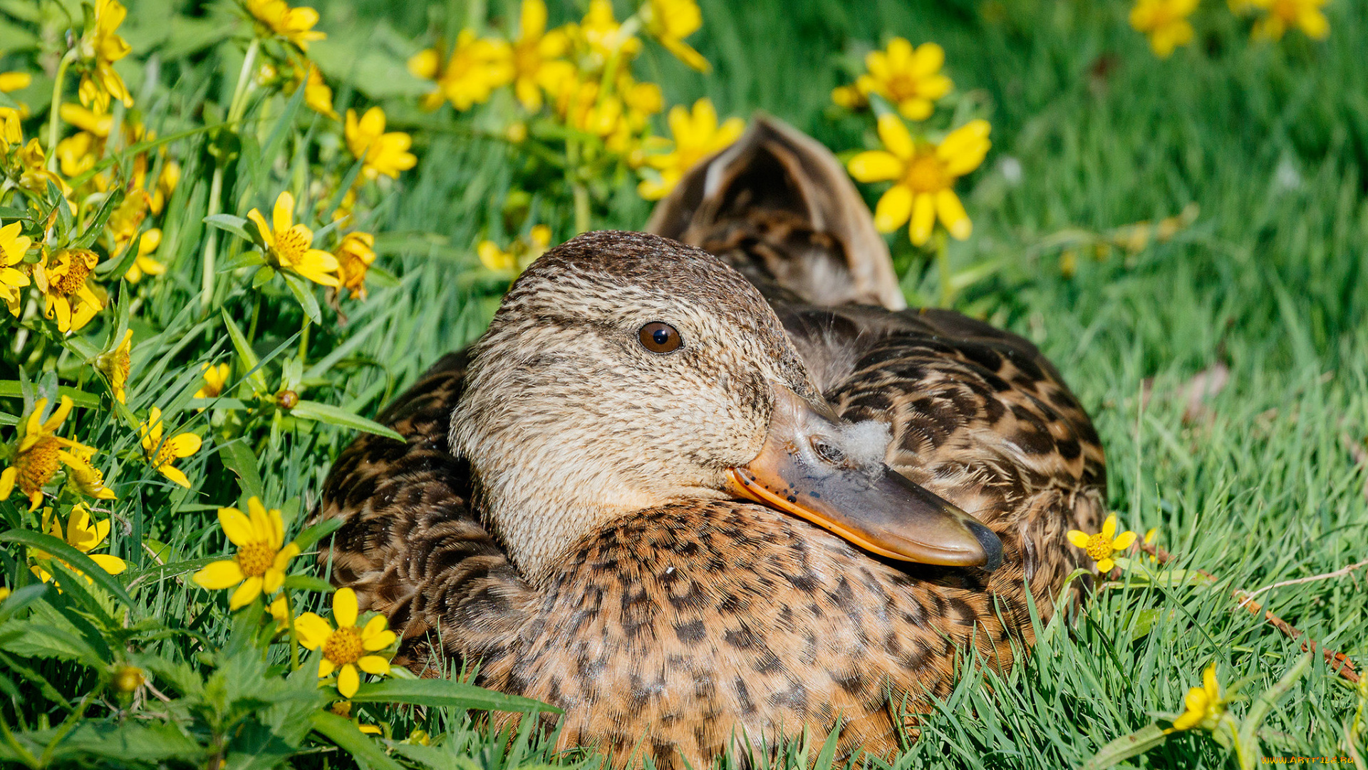 животные, утки, луг, цветы, солнечно, трава, утка