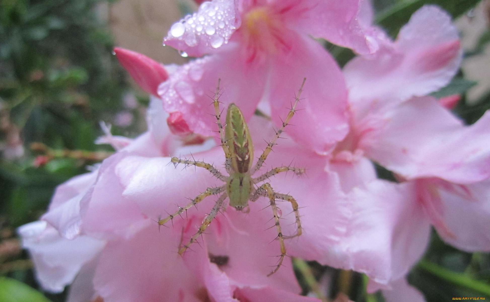 животные, пауки, паук, цветы