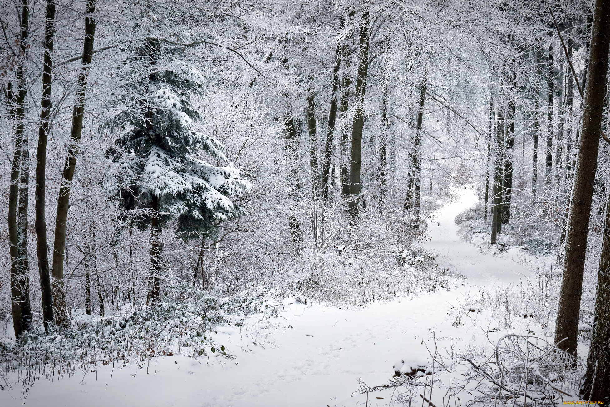 природа, зима, лес