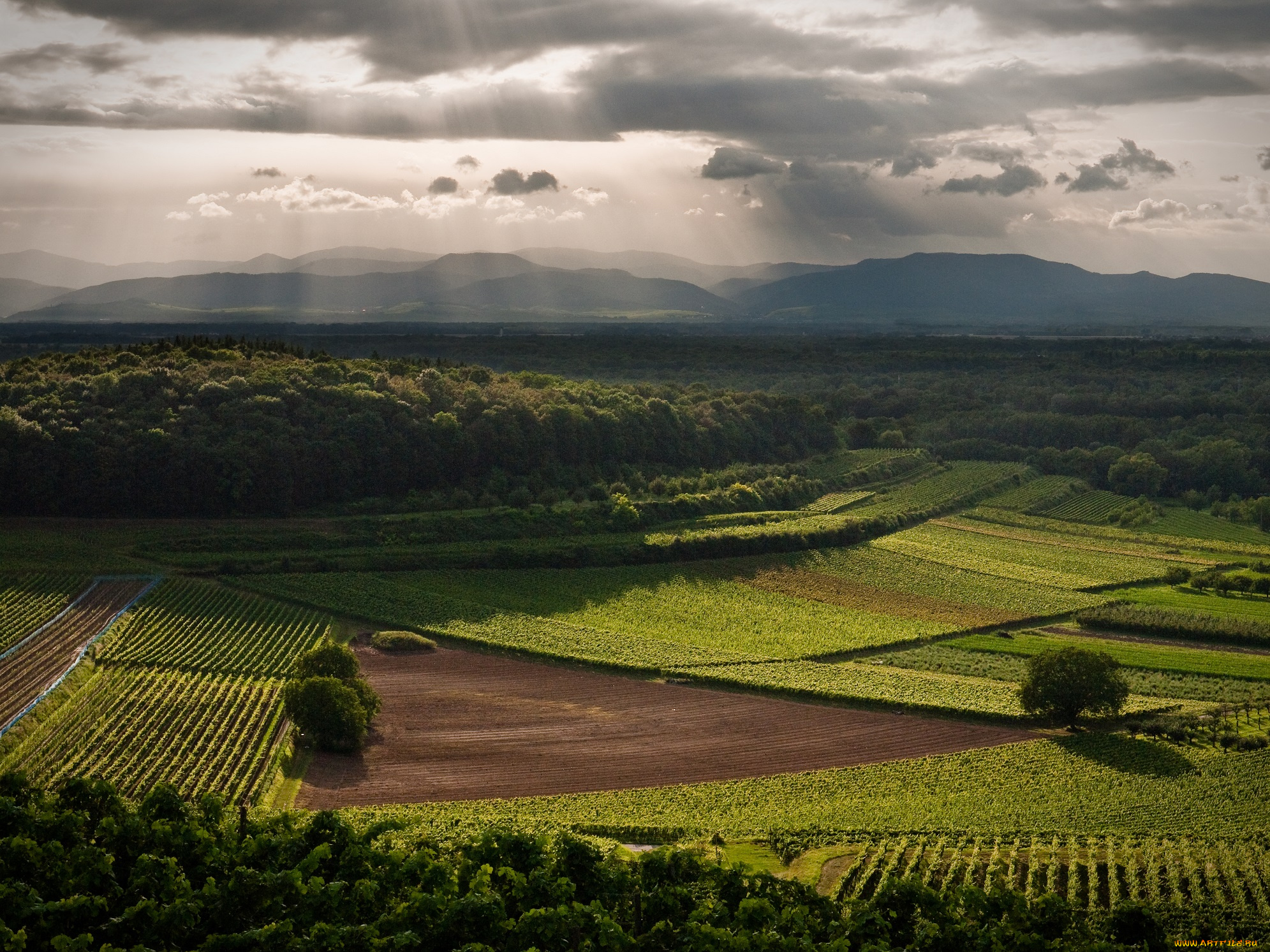 природа, поля, пейзаж, деревья