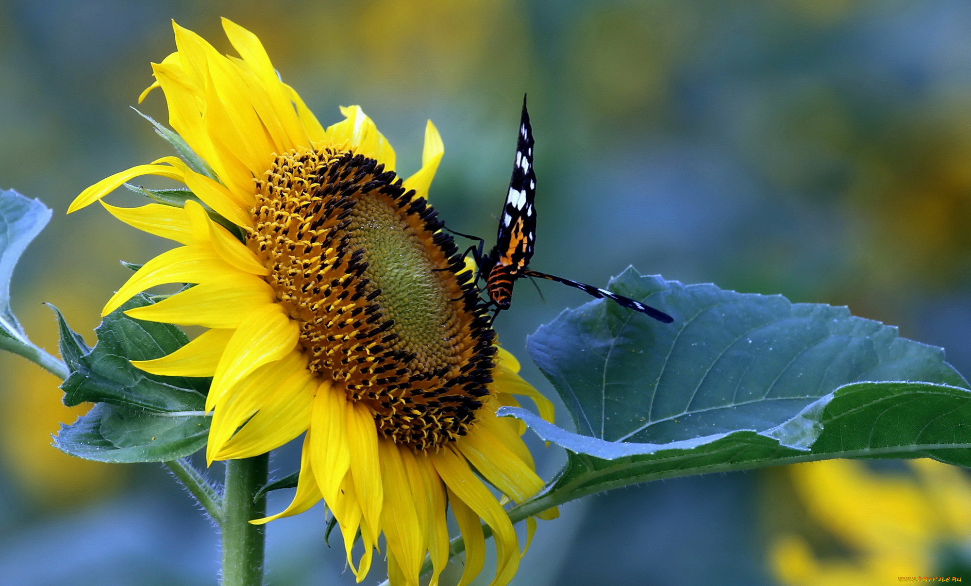 цветы, подсолнухи, лепестки