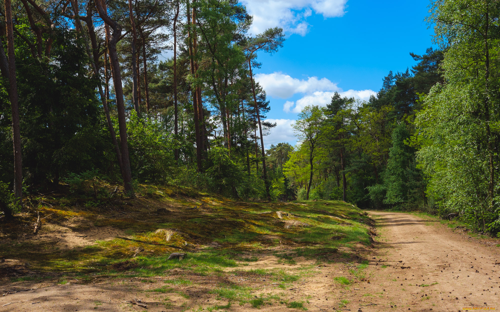 природа, дороги, лес, грунтовка