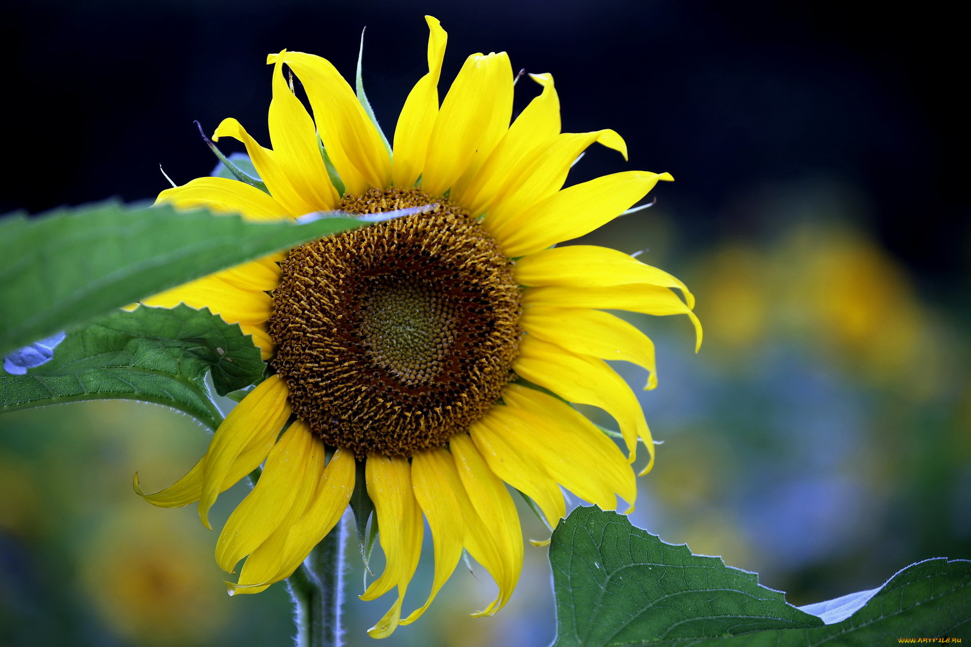цветы, подсолнухи, лепестки