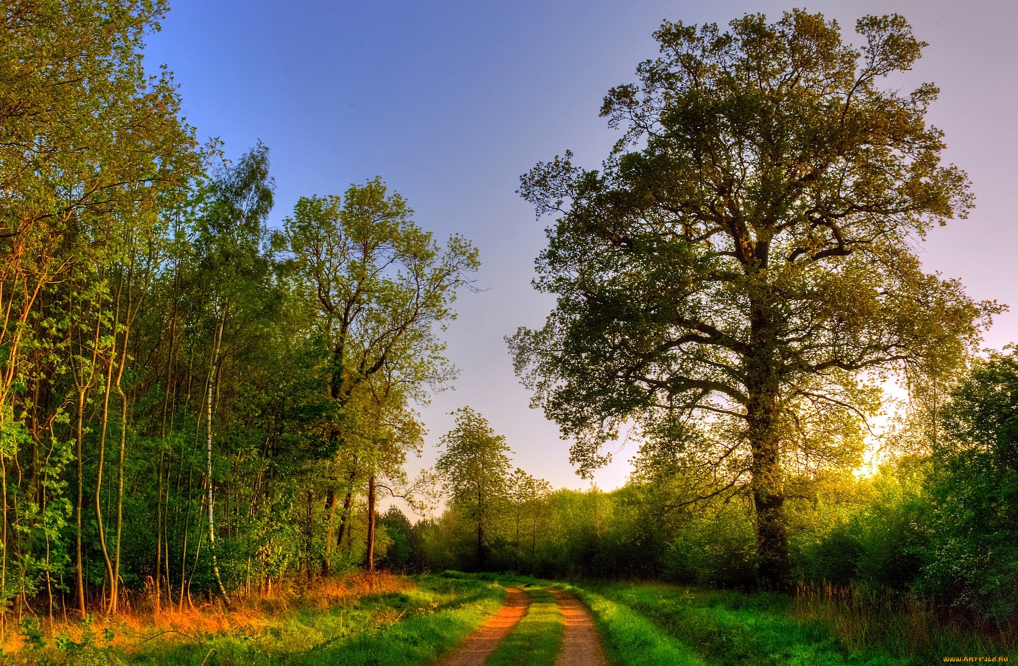 природа, дороги, дорога, лес