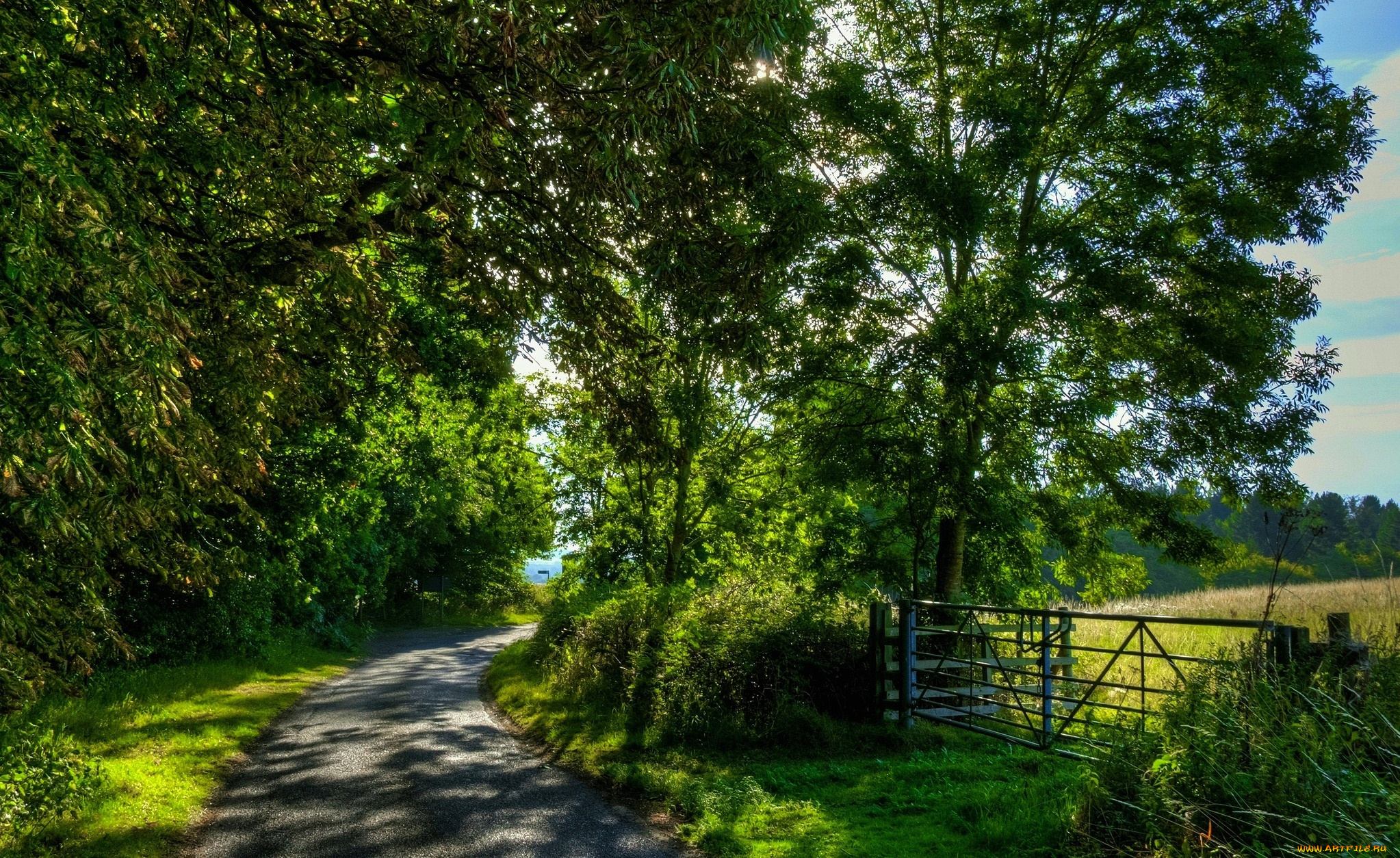 природа, дороги, лес, дорога