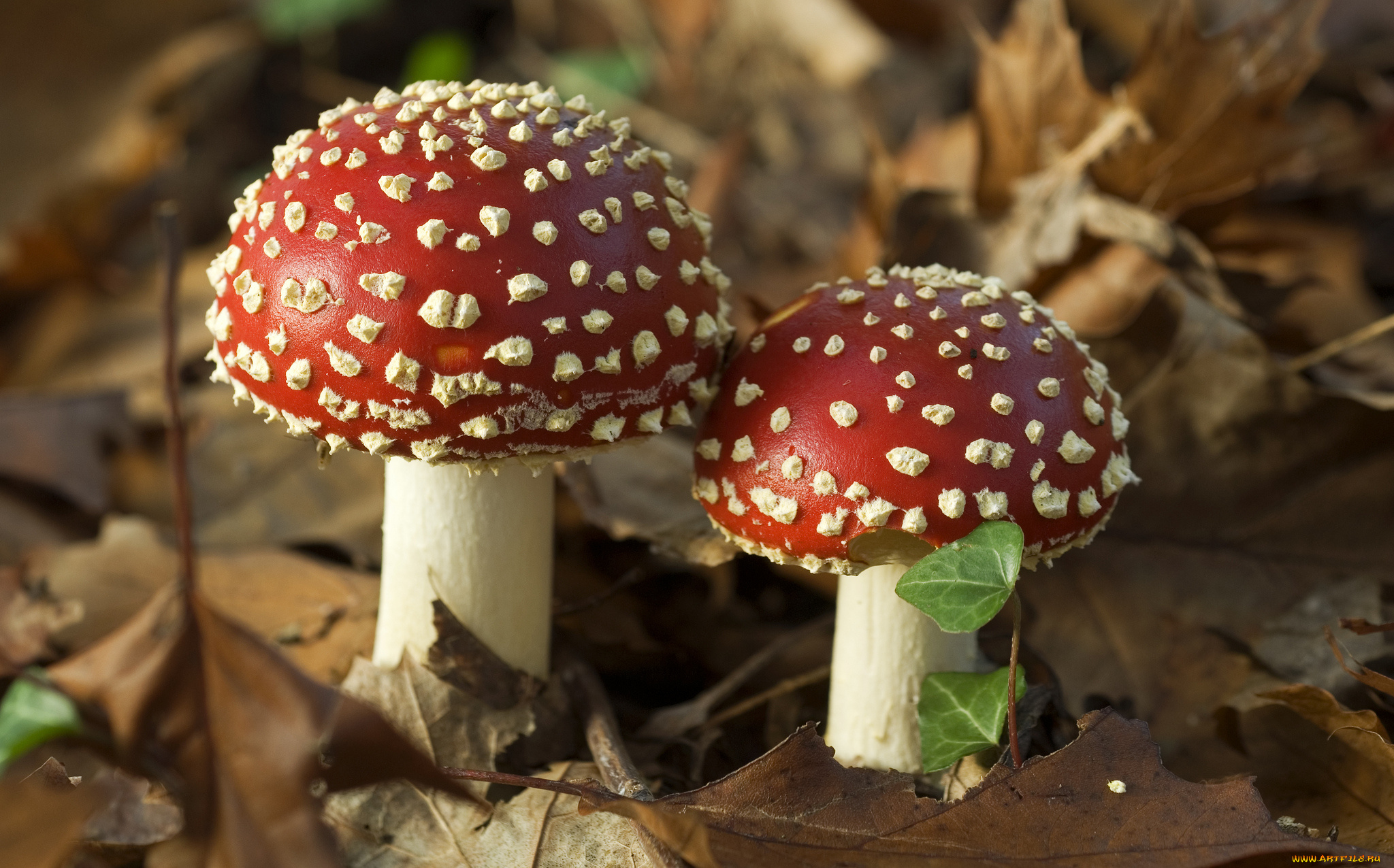 природа, грибы, , мухомор, грибочки