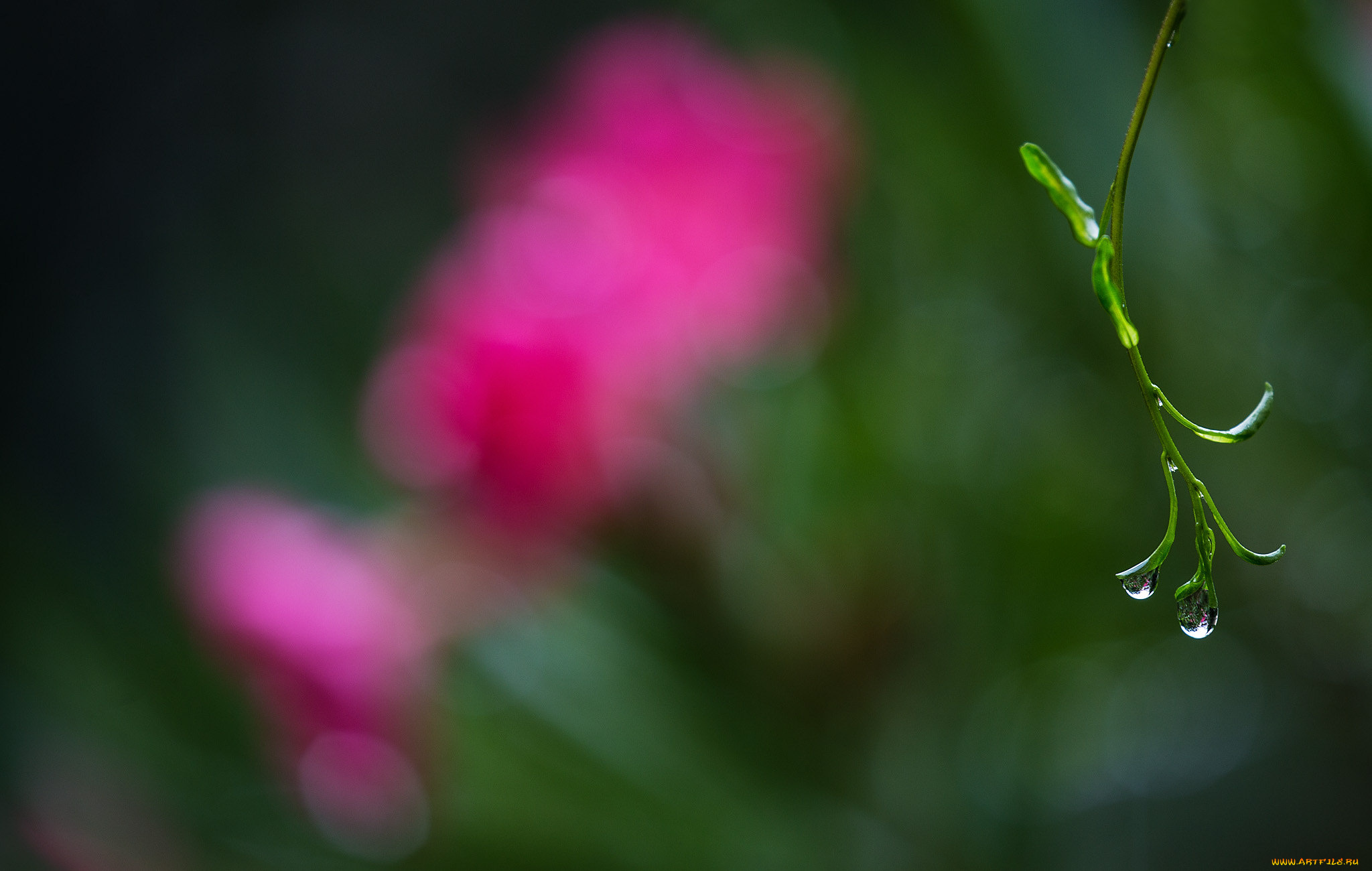 природа, макро, травинка, фон, роса, капли