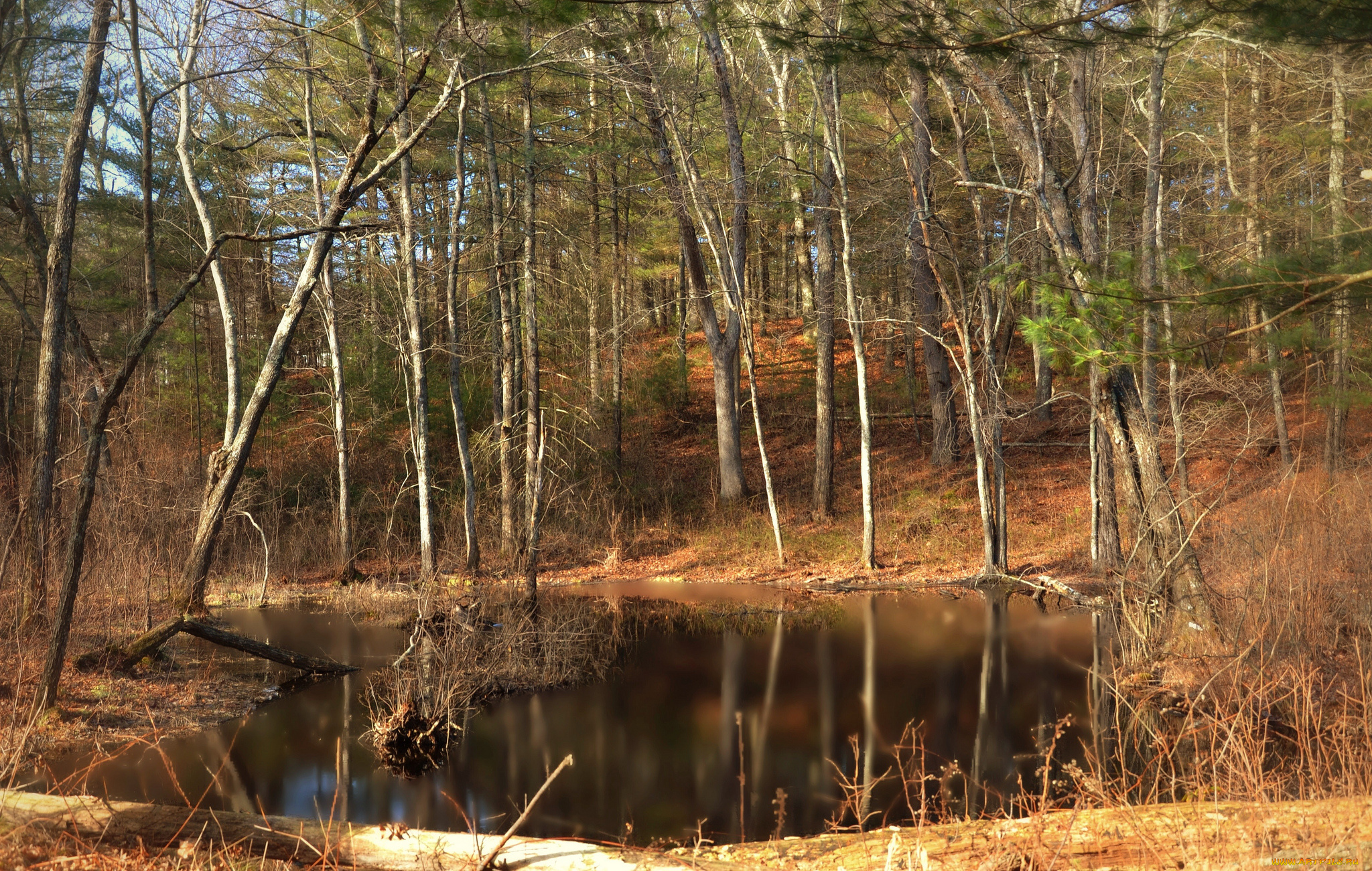 природа, реки, озера, лес, река