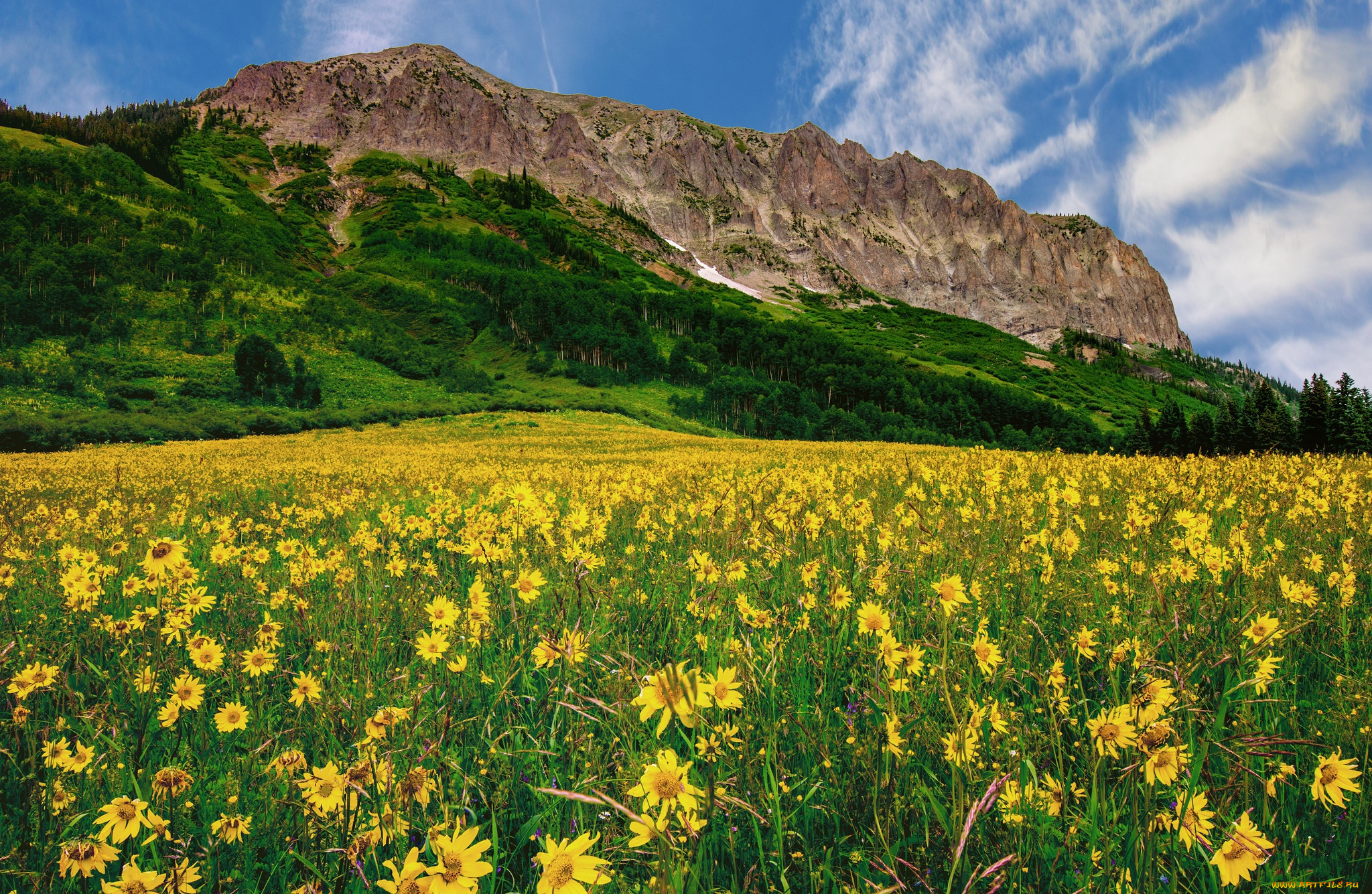 природа, луга, трава, цветы