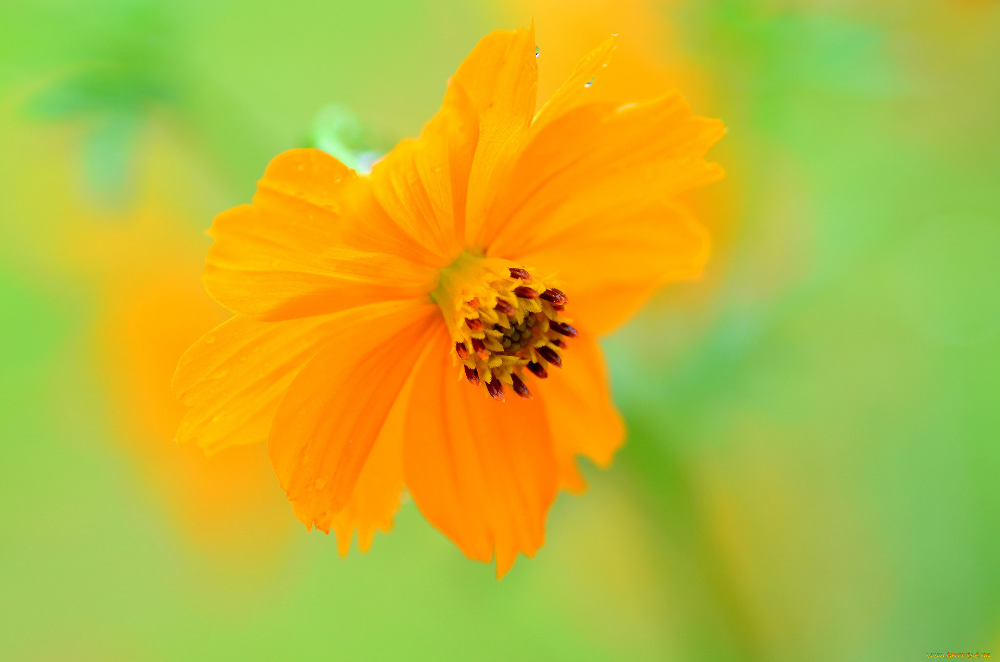 цветы, космея, макро, фон