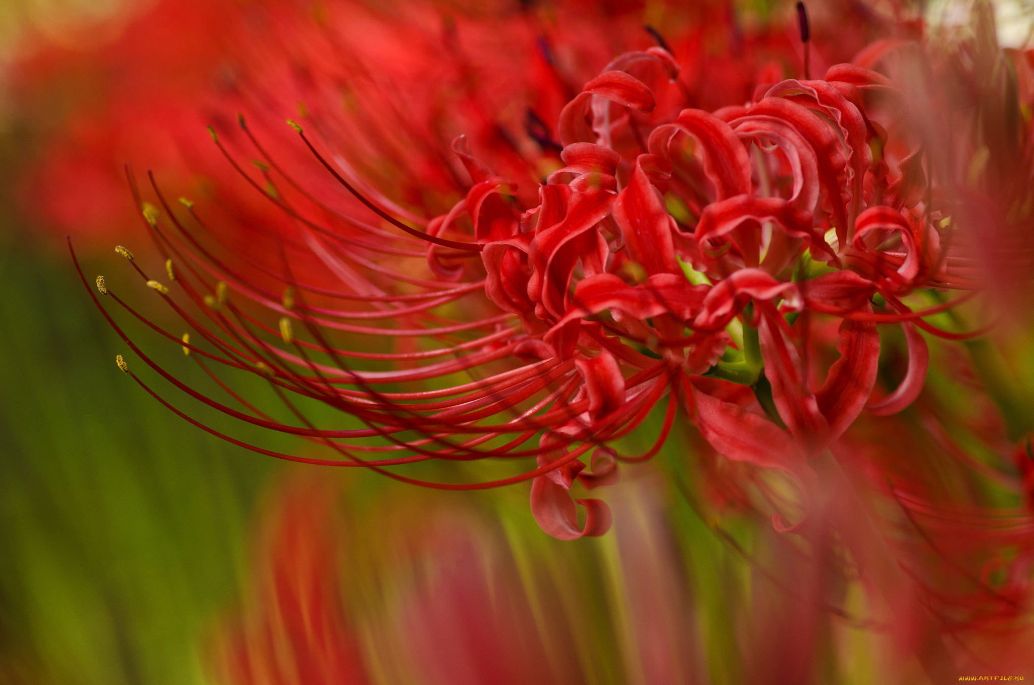 цветы, лилии, , лилейники, красная, лилия