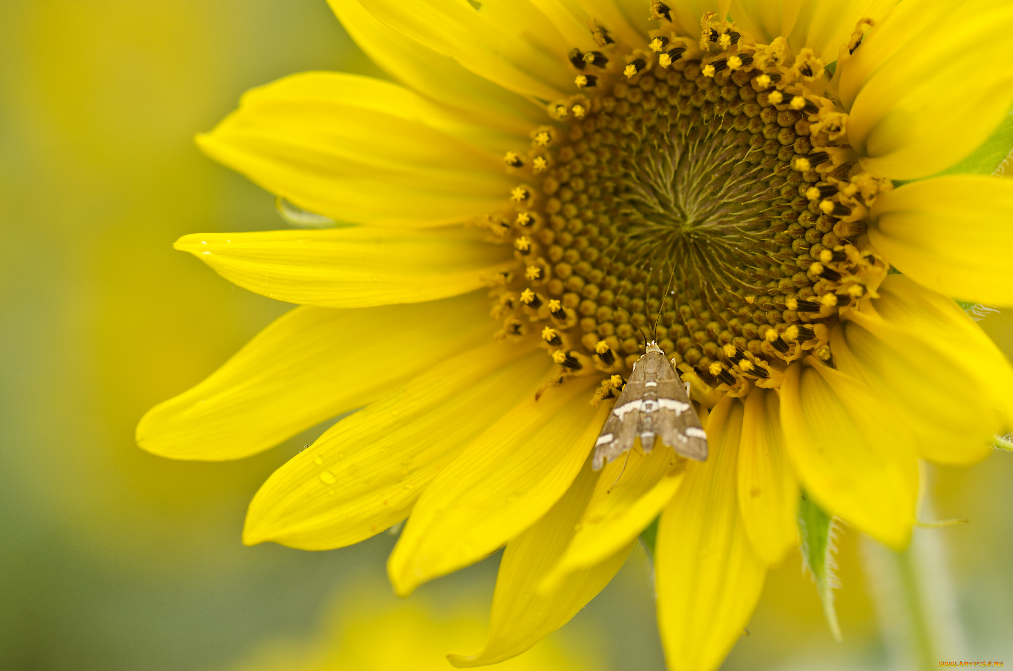 цветы, подсолнухи, подсолнух