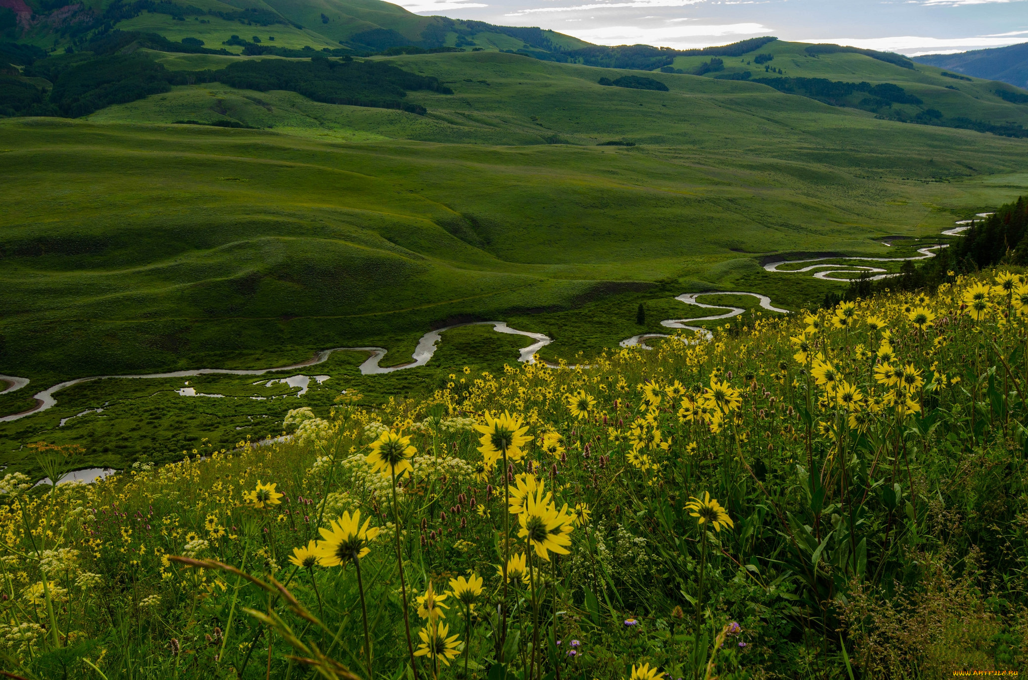 природа, луга, трава, цветы