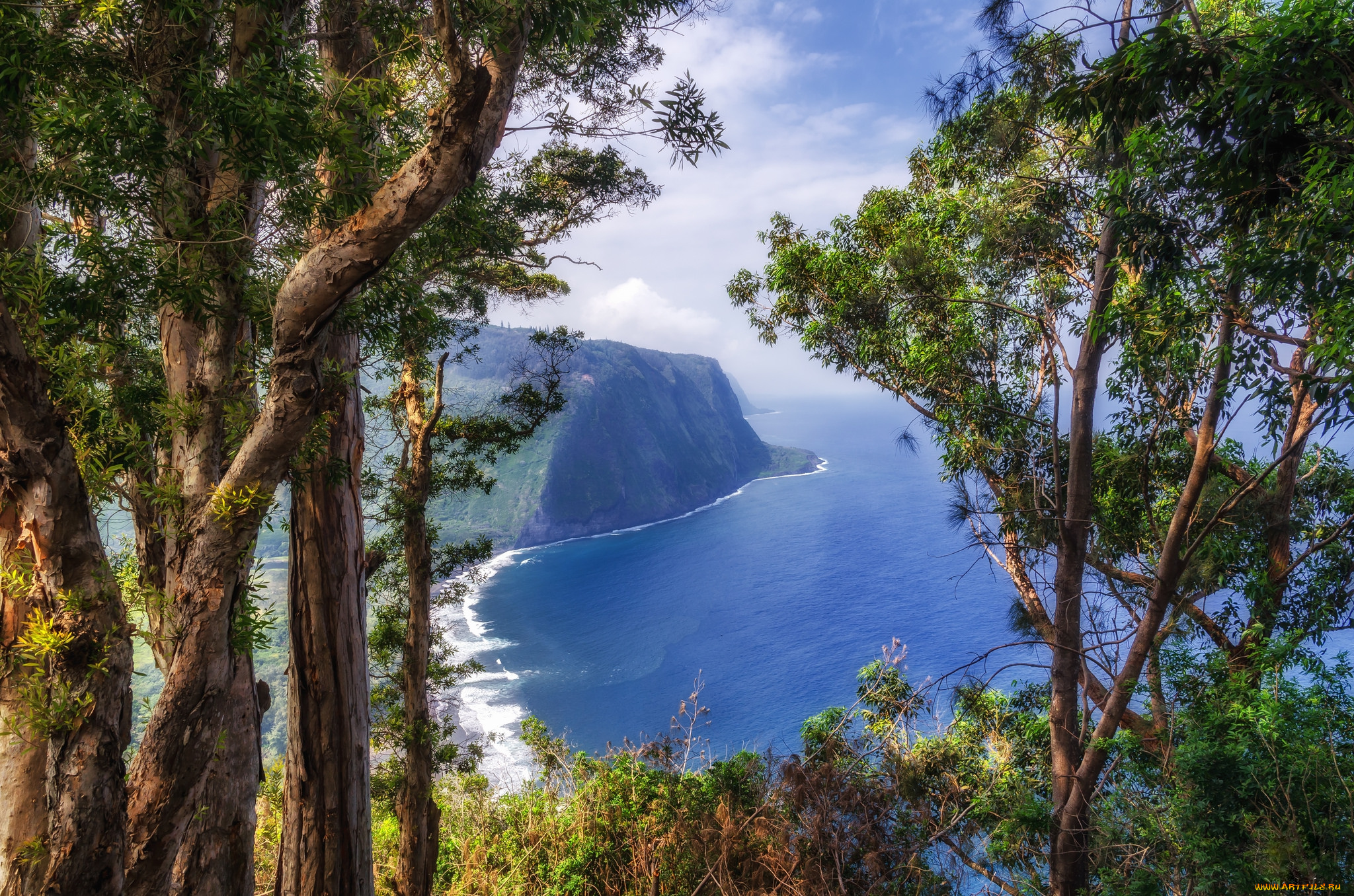 природа, побережье, океан, скалы, сосны