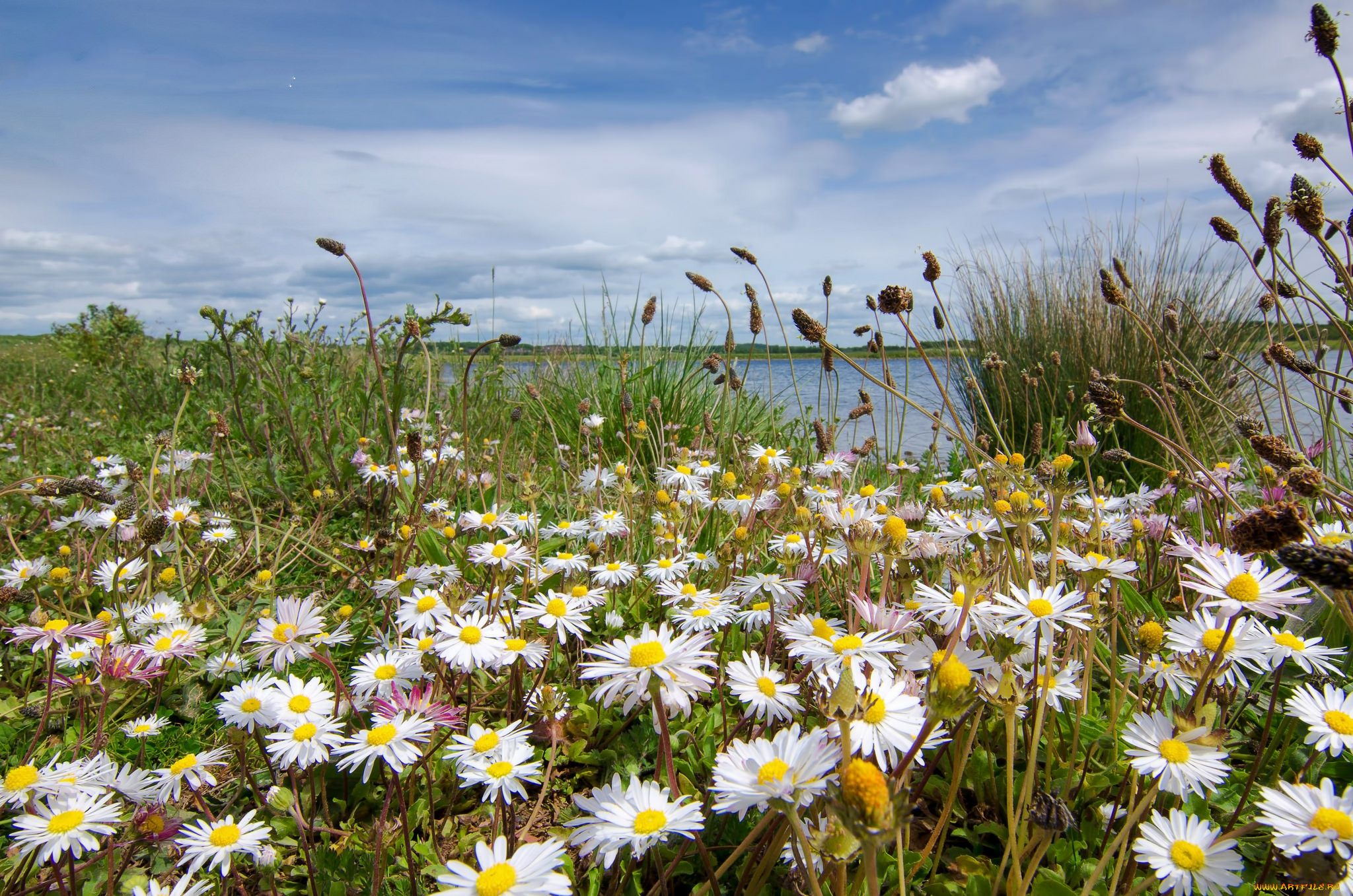 природа, луга, река, цветы