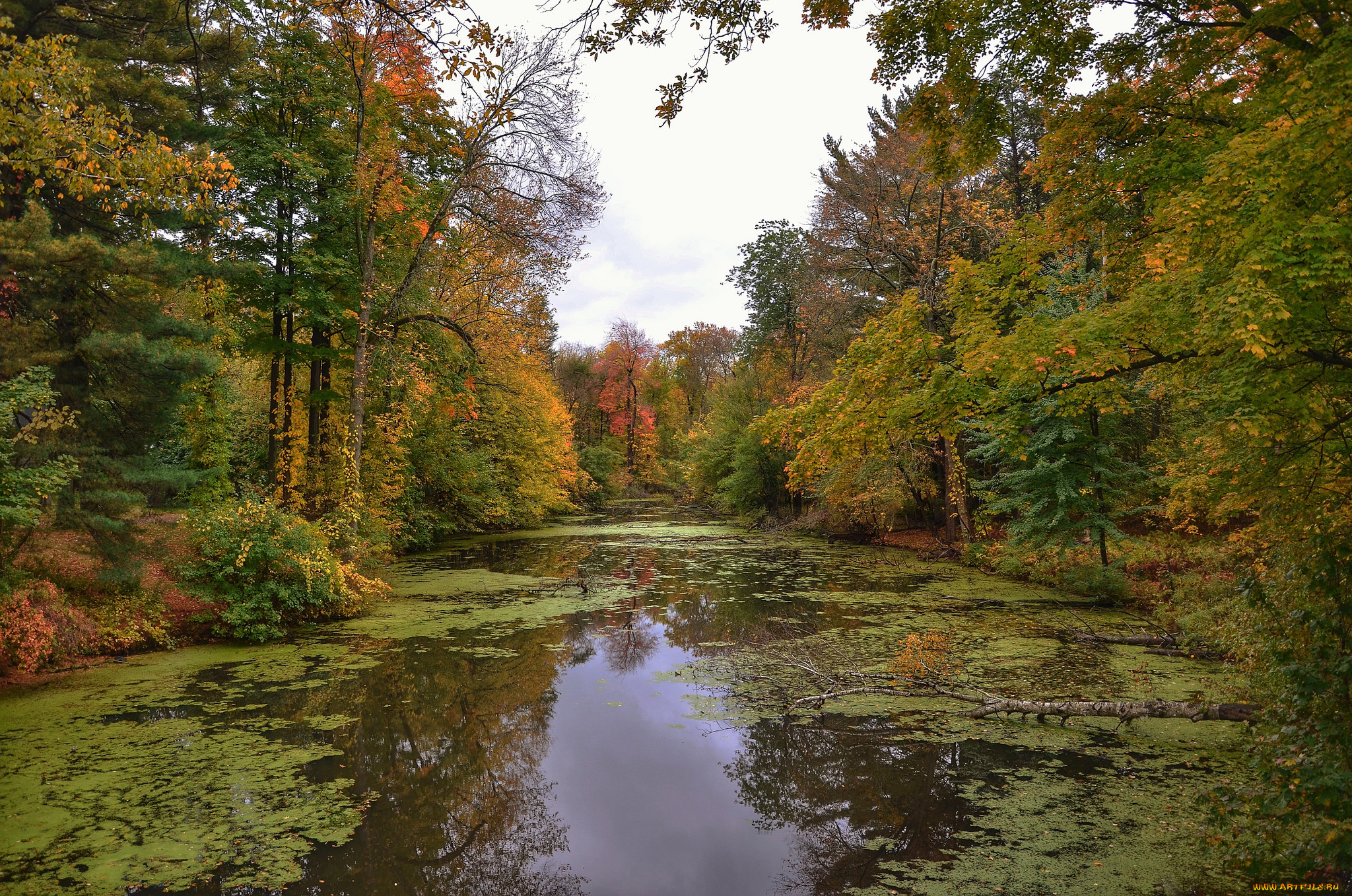 природа, реки, озера, река, лес