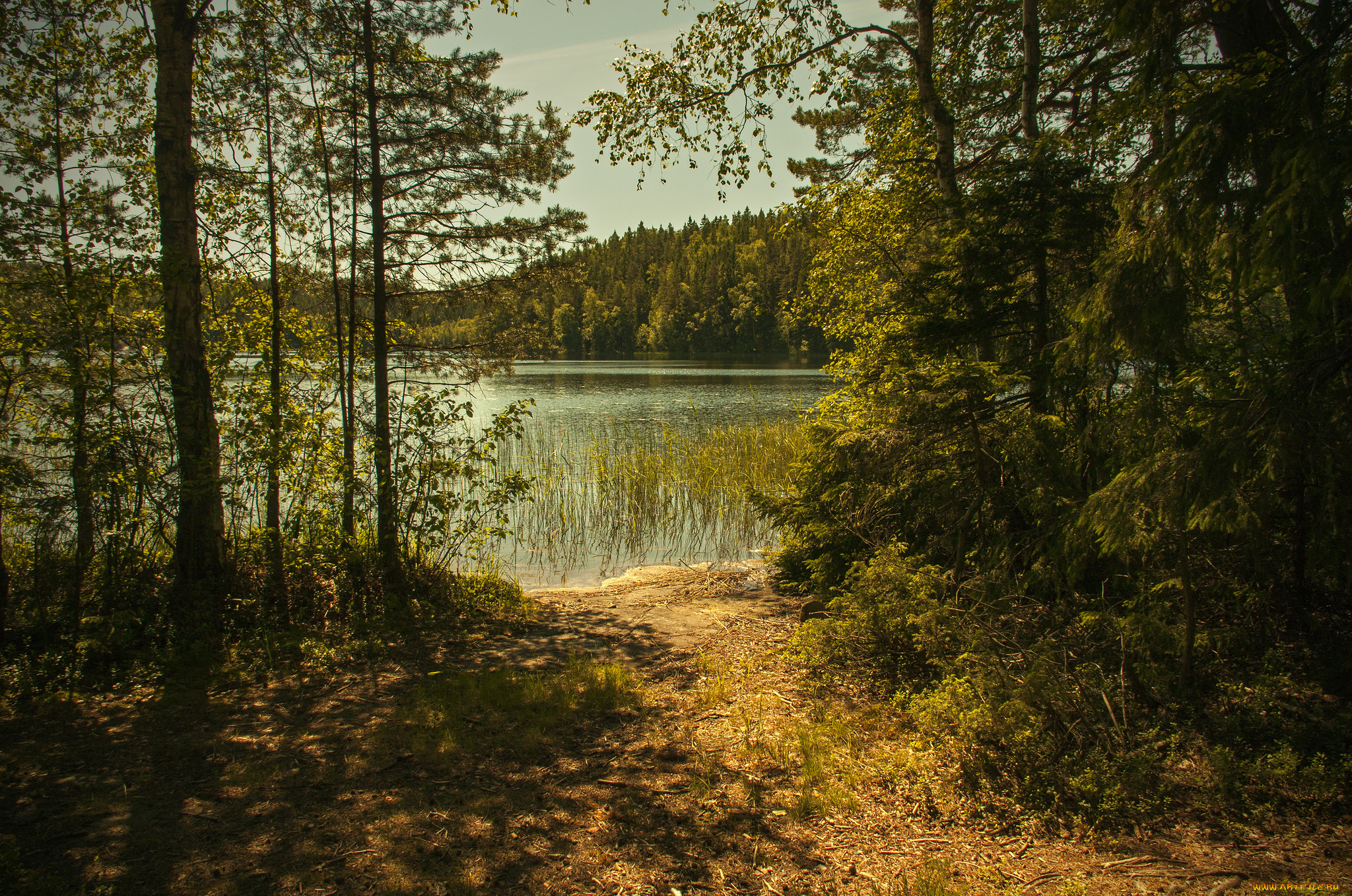 природа, реки, озера, река, лес