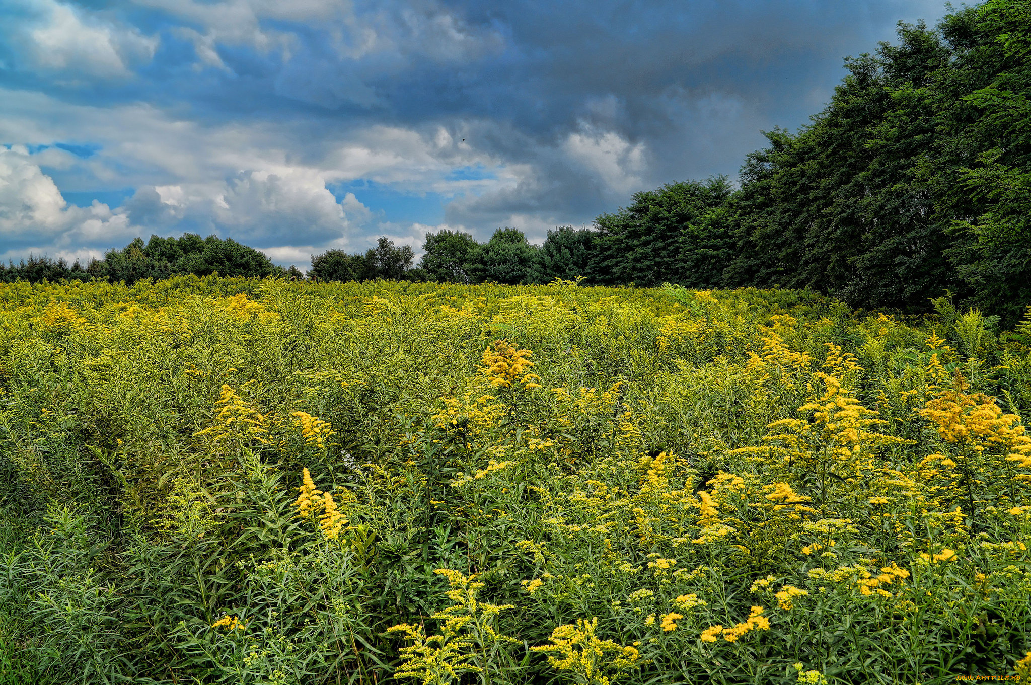 природа, луга, поле, лес, цветы, трава