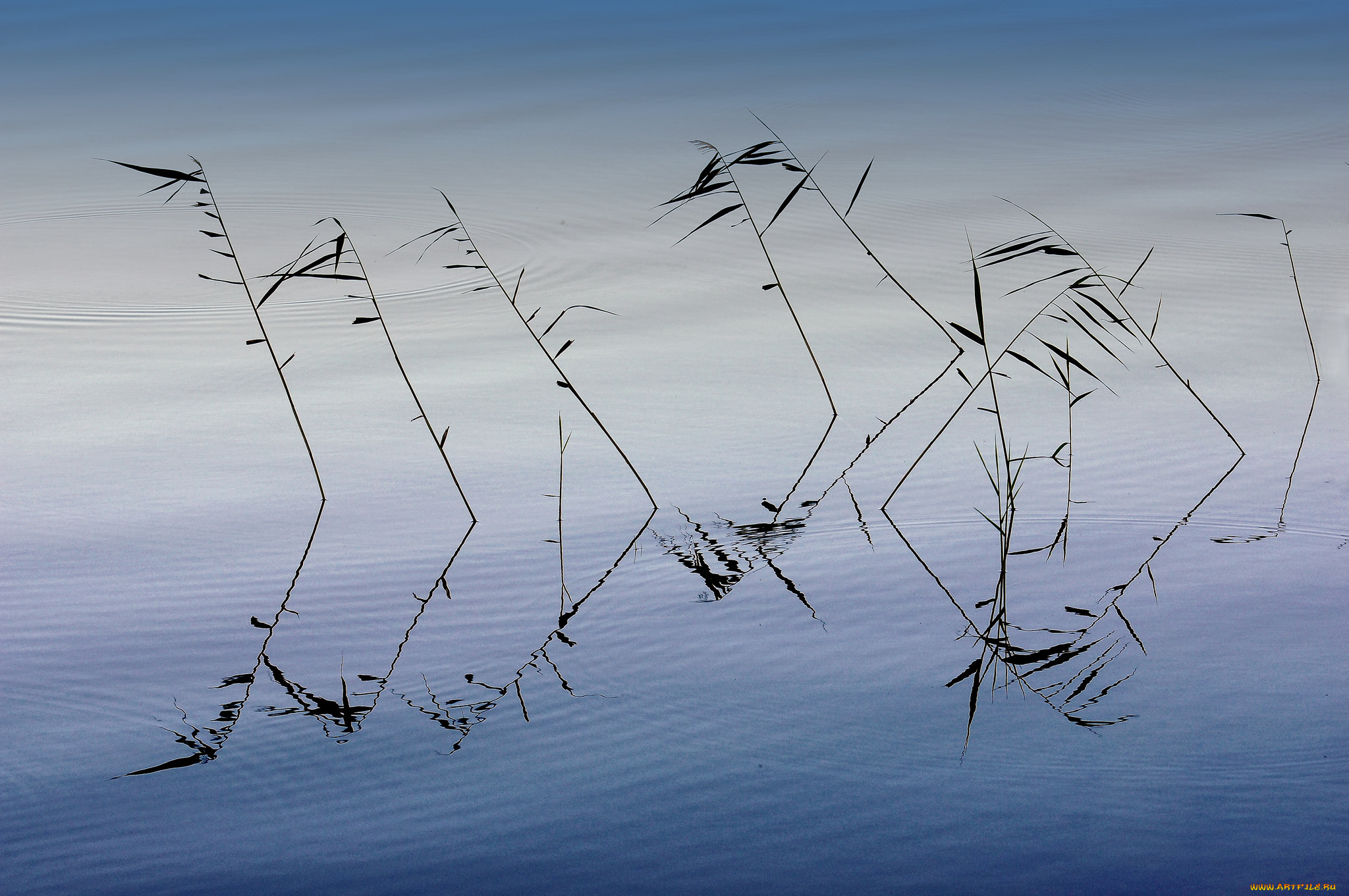 природа, вода, озеро, макро, трава