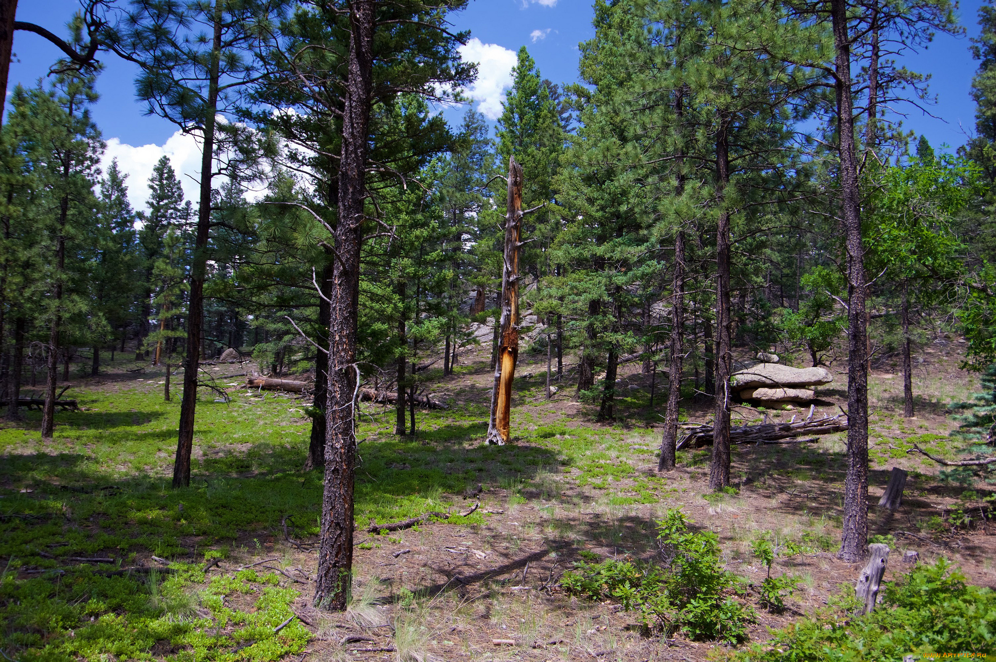 природа, лес, сосны