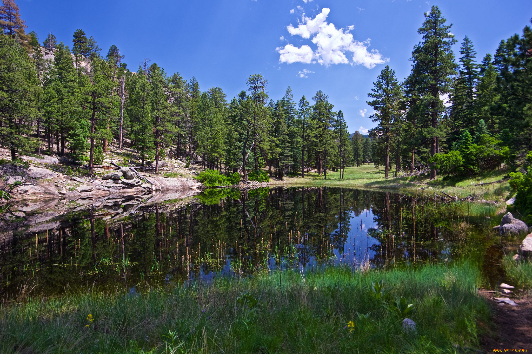 природа, реки, озера, река, лес