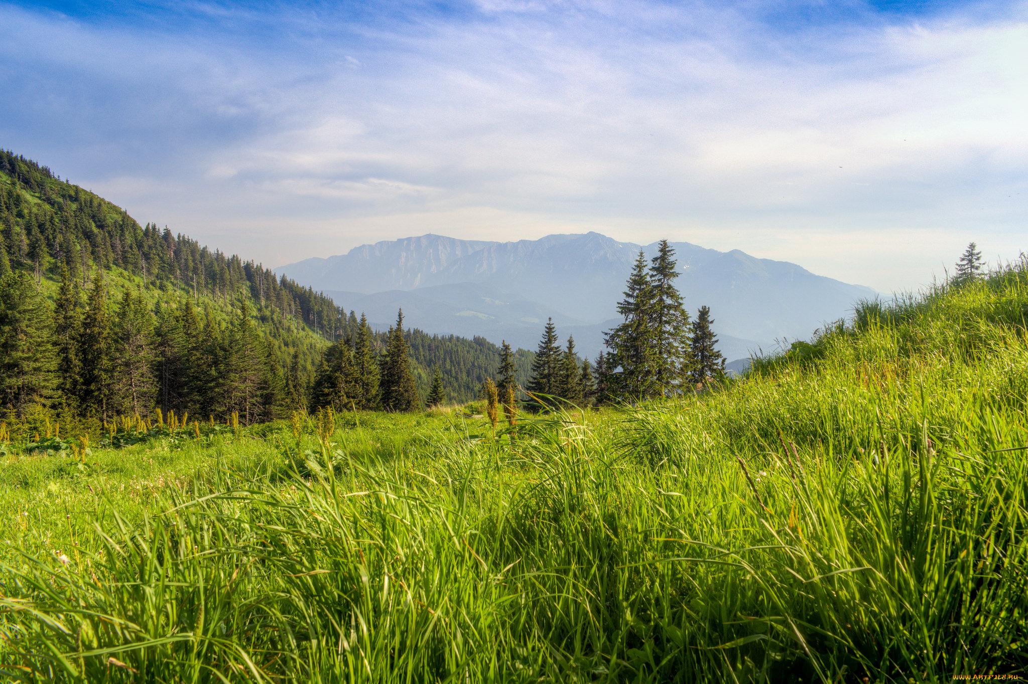 природа, пейзажи, поле, трава, лес