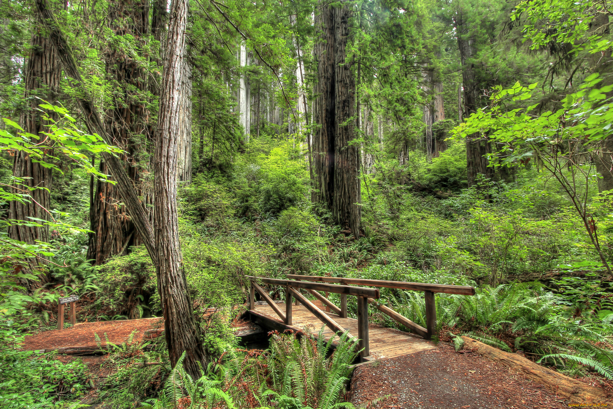 природа, дороги, мостик, тропинка, лес