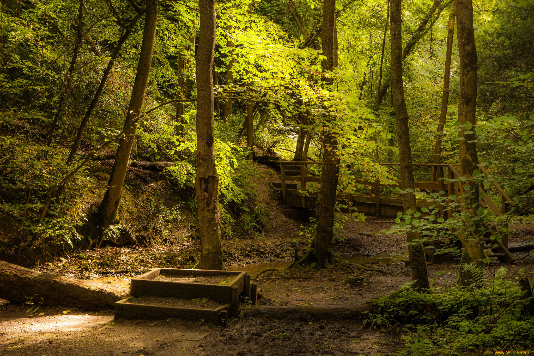 природа, дороги, мостик, тропинка, лес