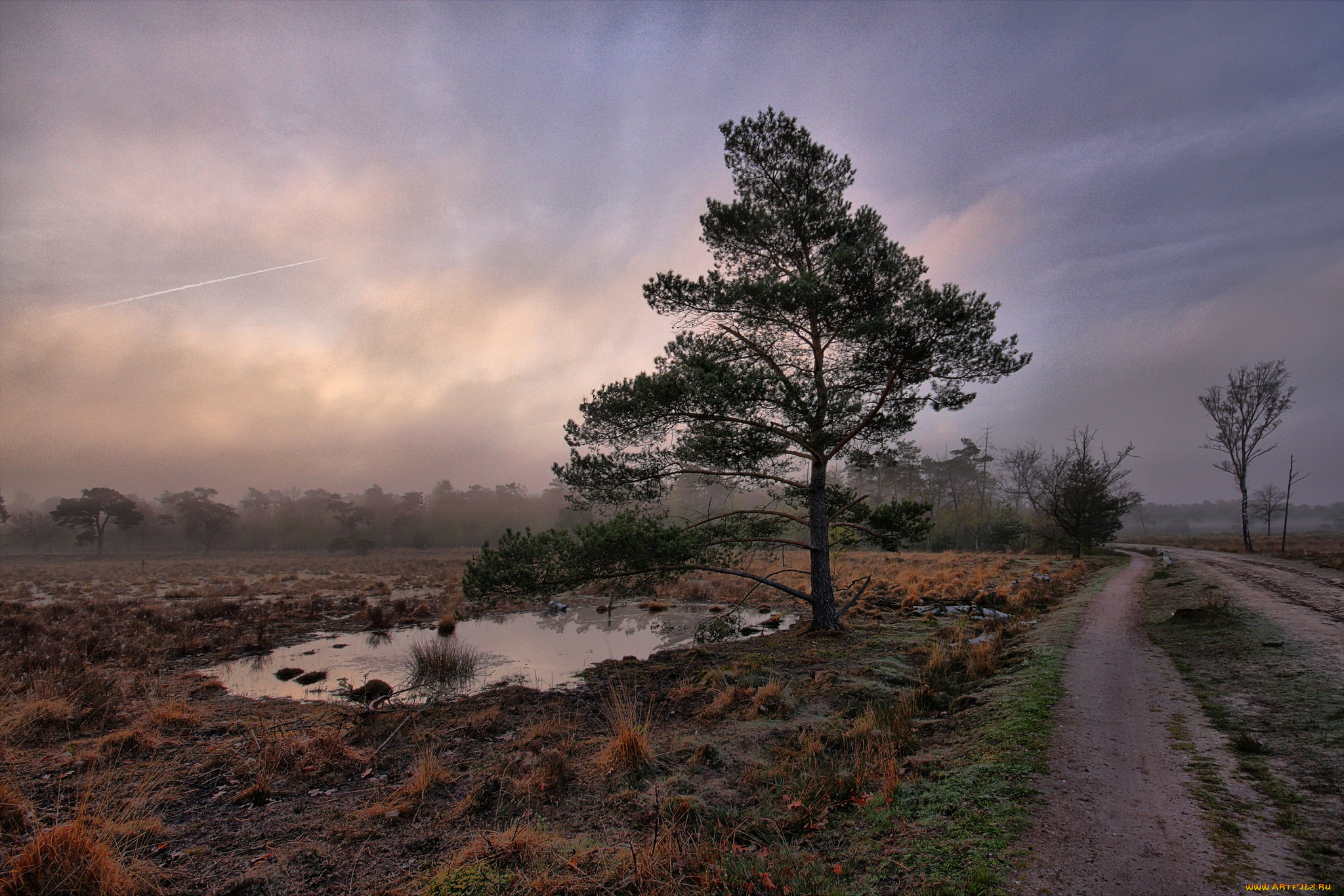 природа, дороги, поле, колея, сумрак, лес