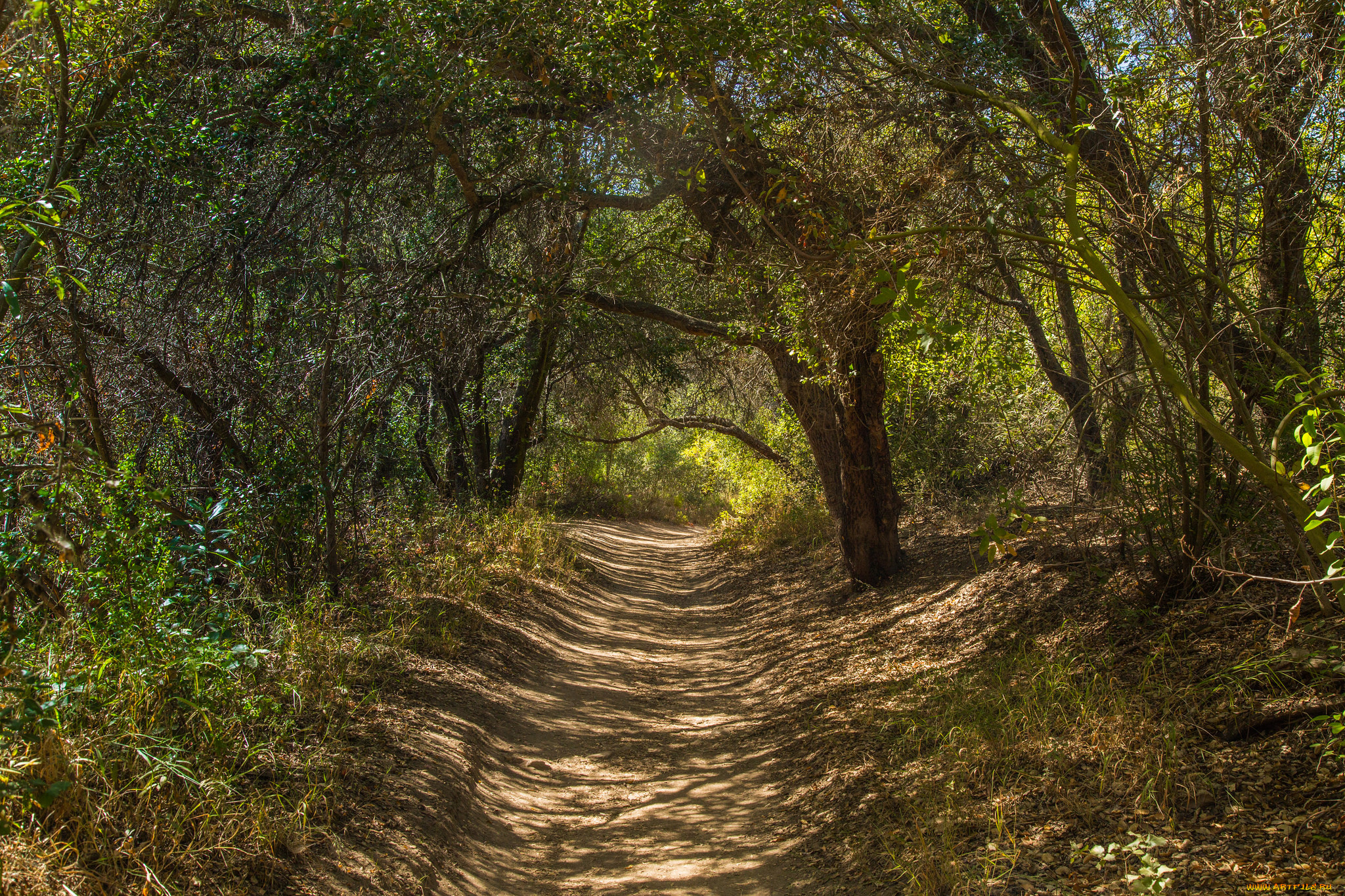 природа, дороги, тропинка, лес