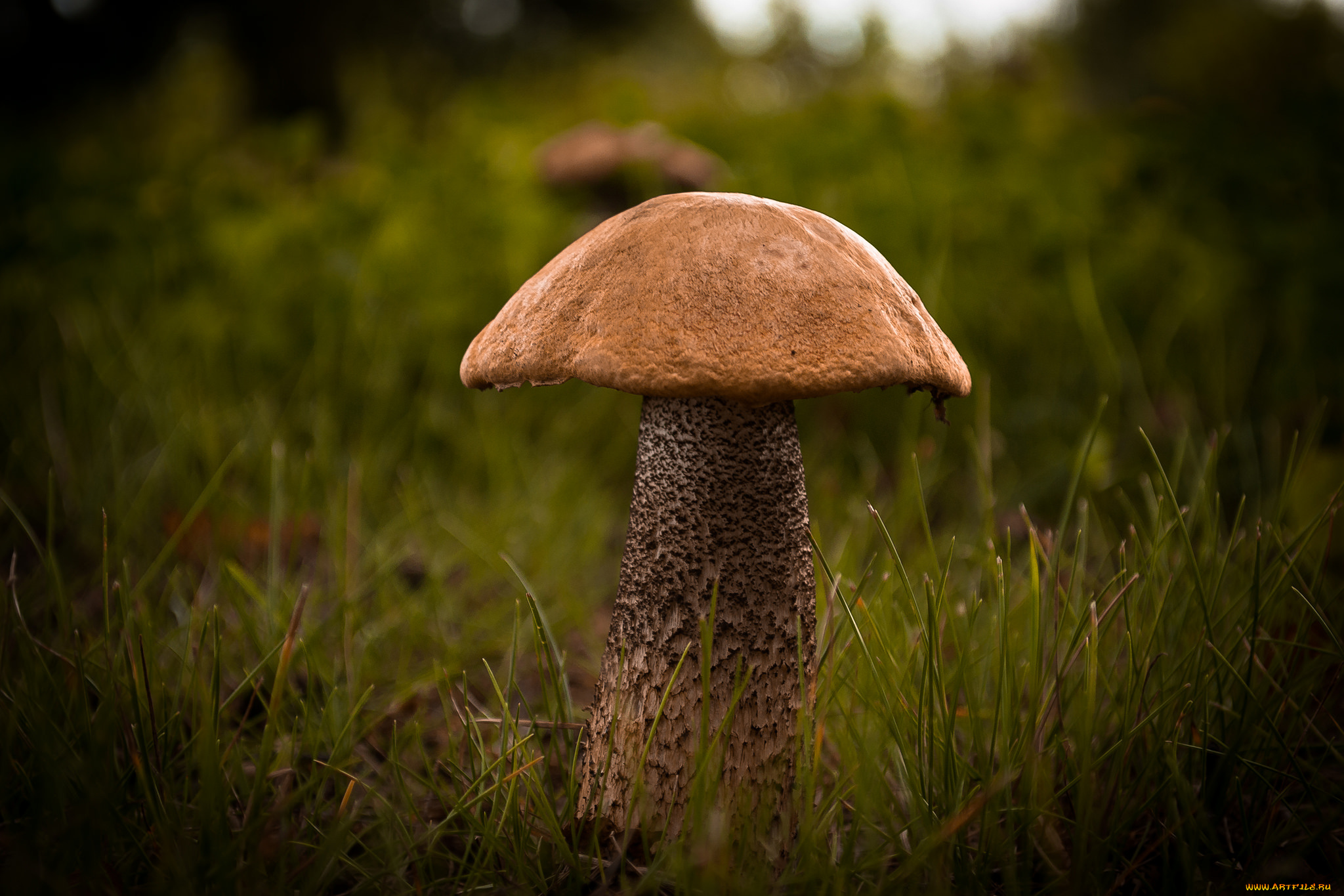 природа, грибы, подберезовик