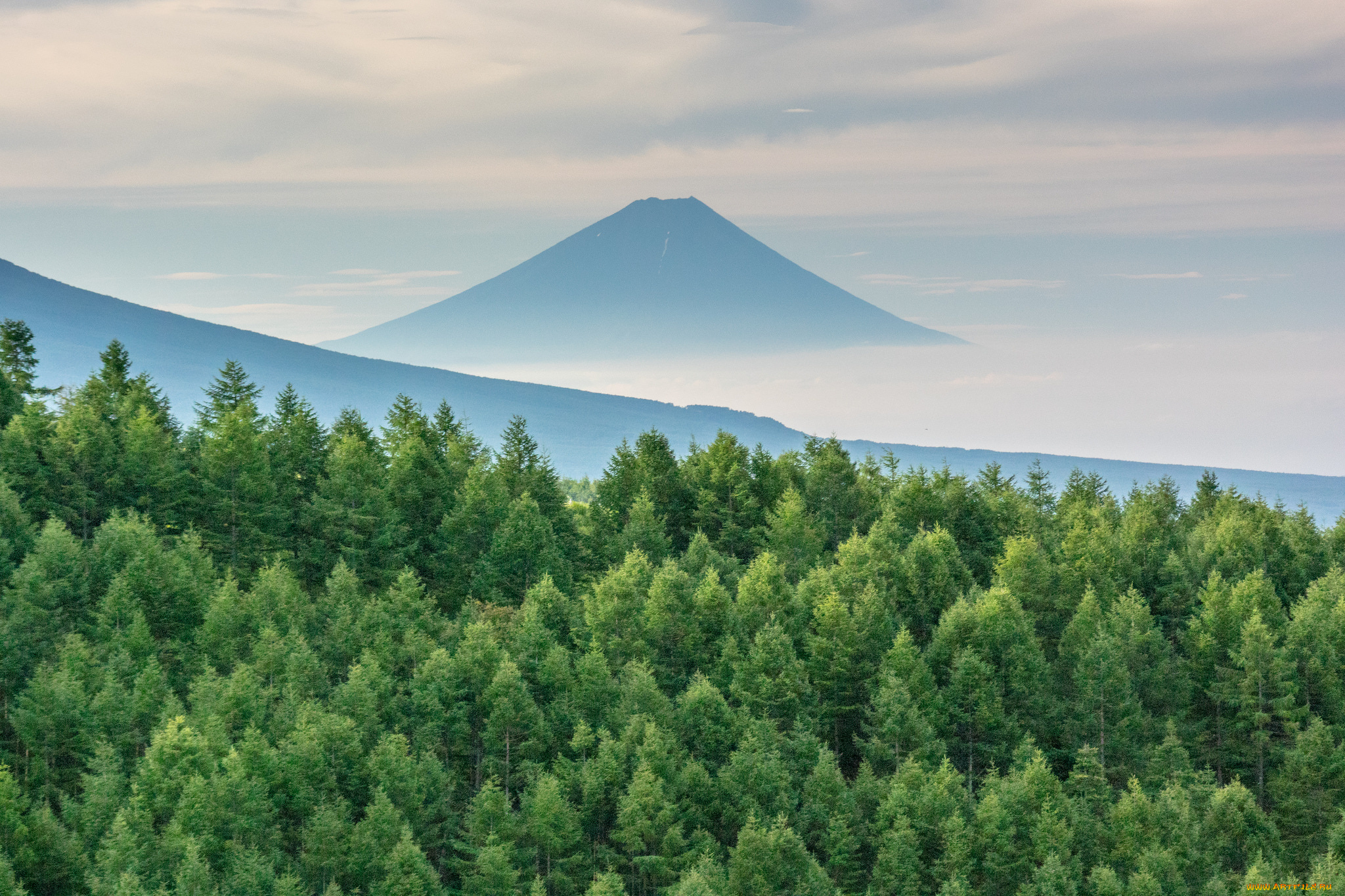 природа, лес, гора, утро, ели, туман