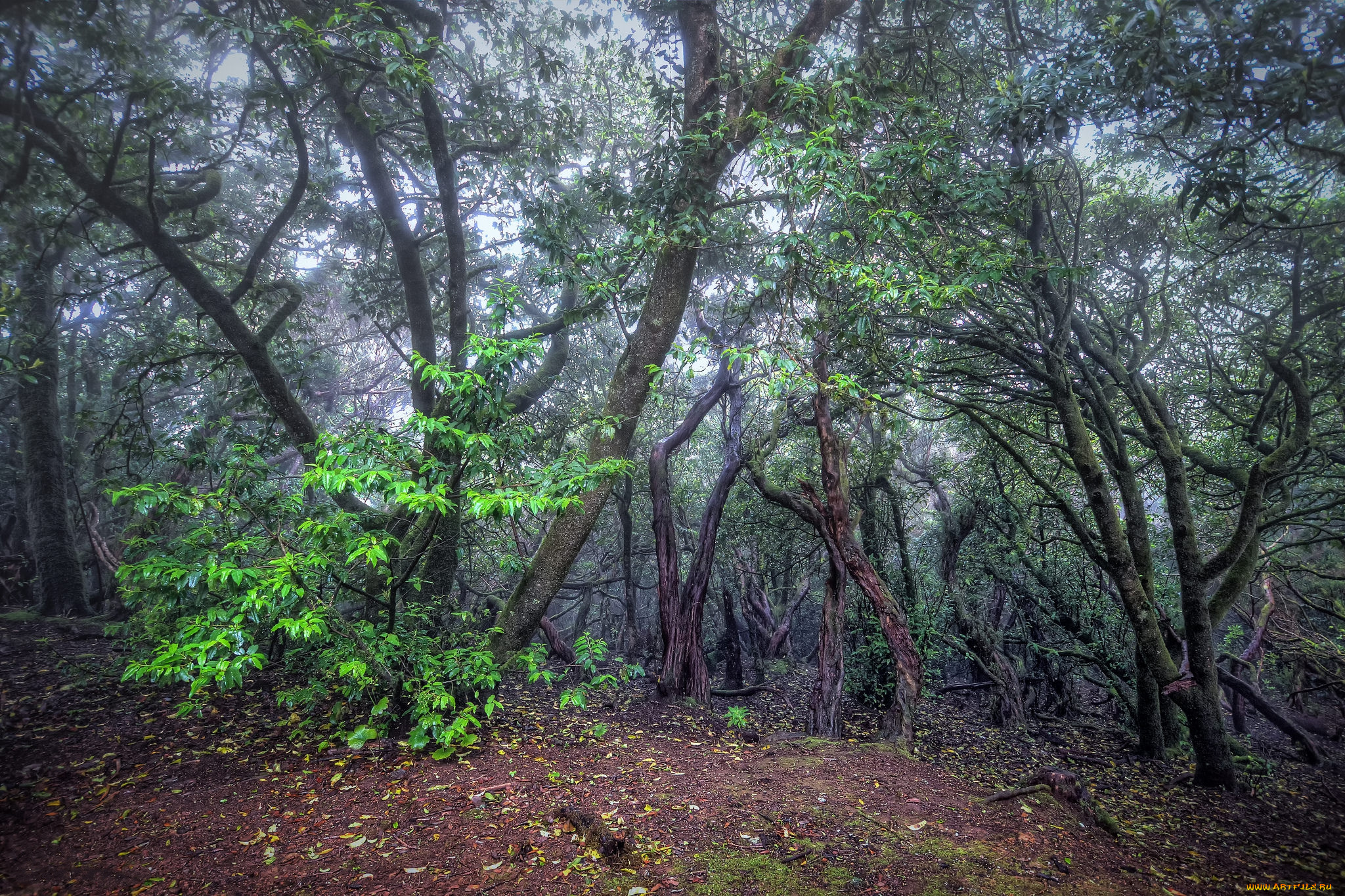 природа, лес, заросли