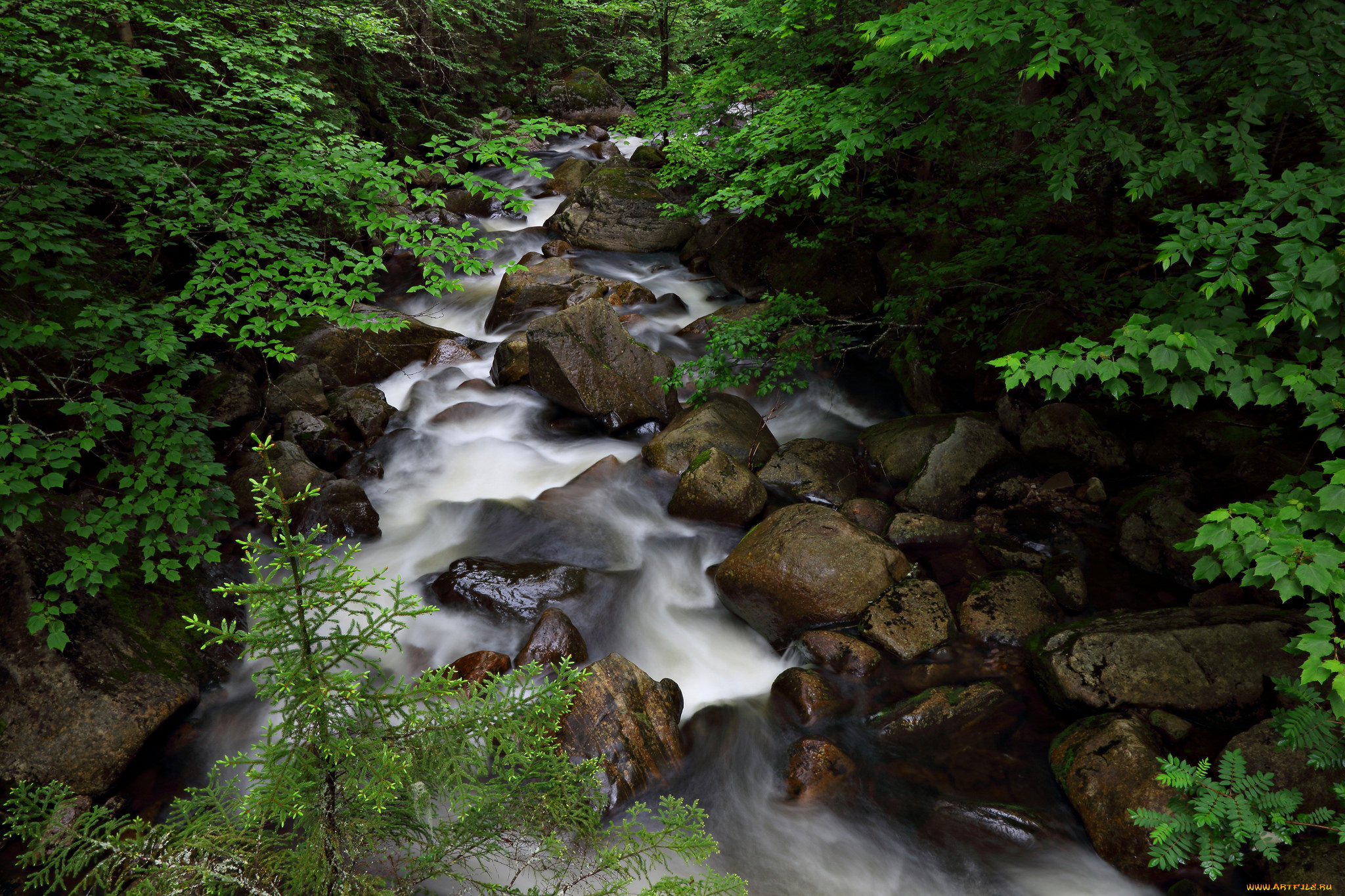 природа, реки, озера, лес, река