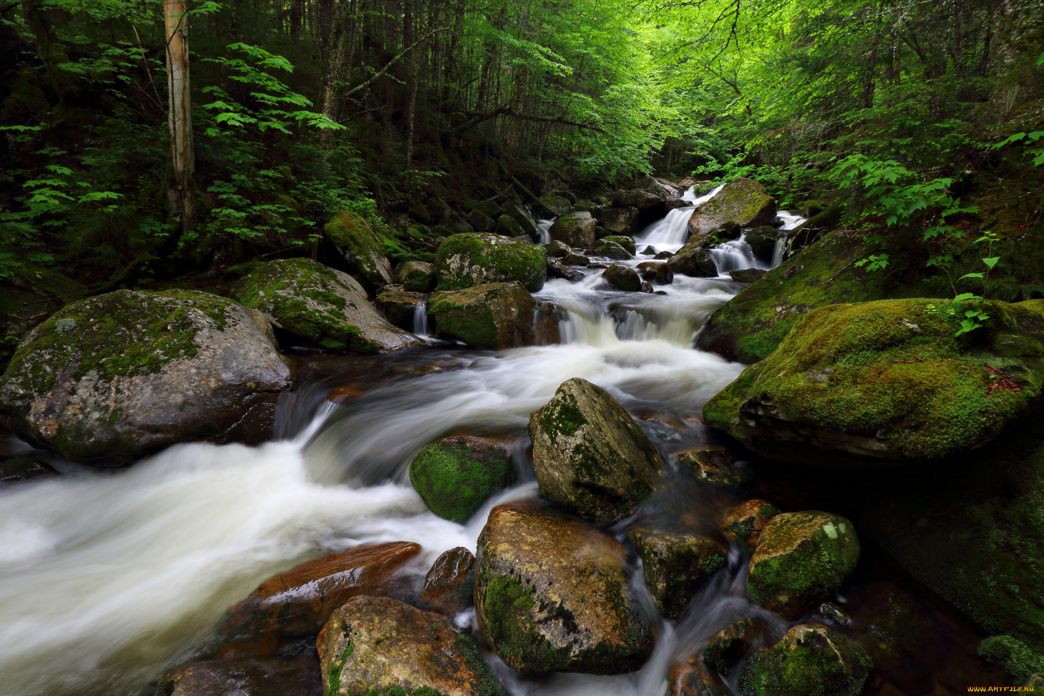 природа, реки, озера, лес, река