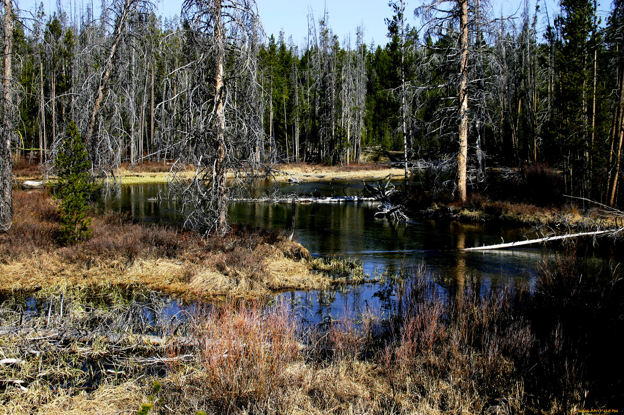 природа, реки, озера, река, лес