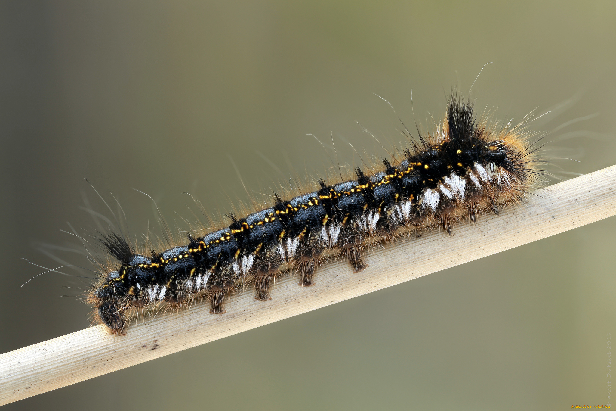 животные, гусеницы, гусеница, фон, макро, травинка