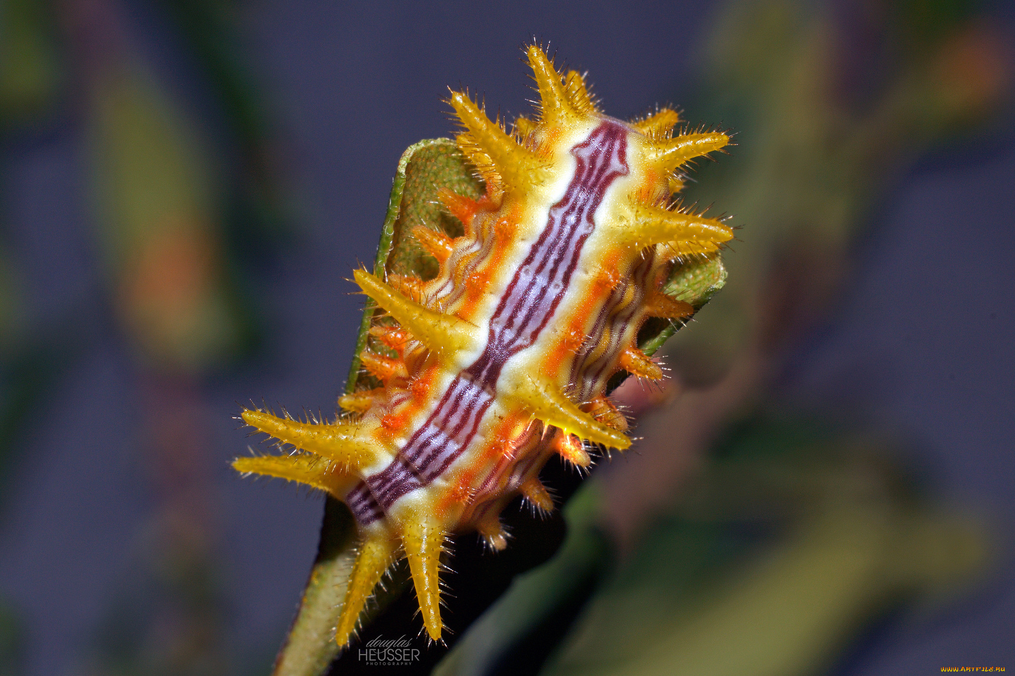 животные, гусеницы, макро, гусеница