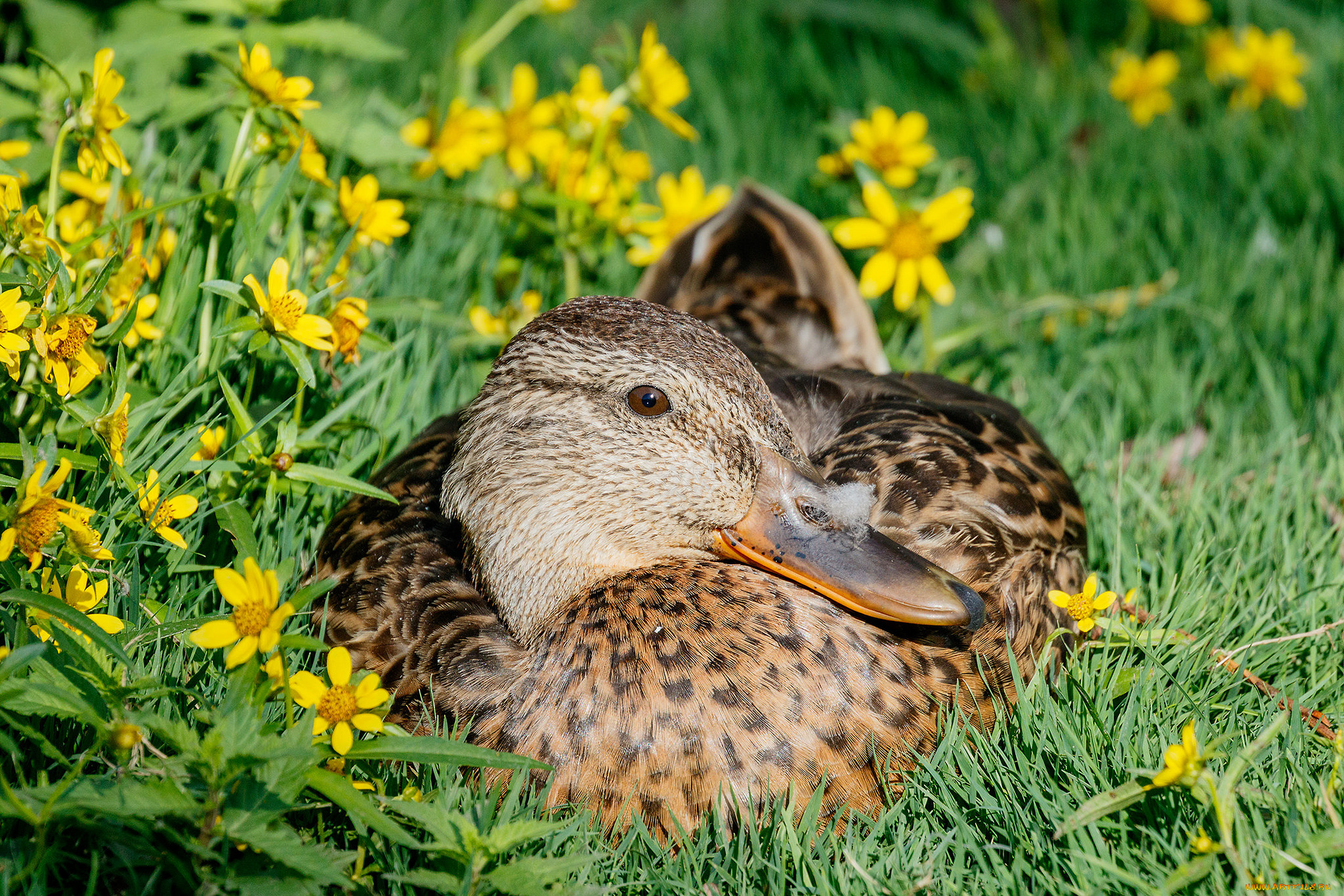 животные, утки, луг, цветы, солнечно, трава, утка
