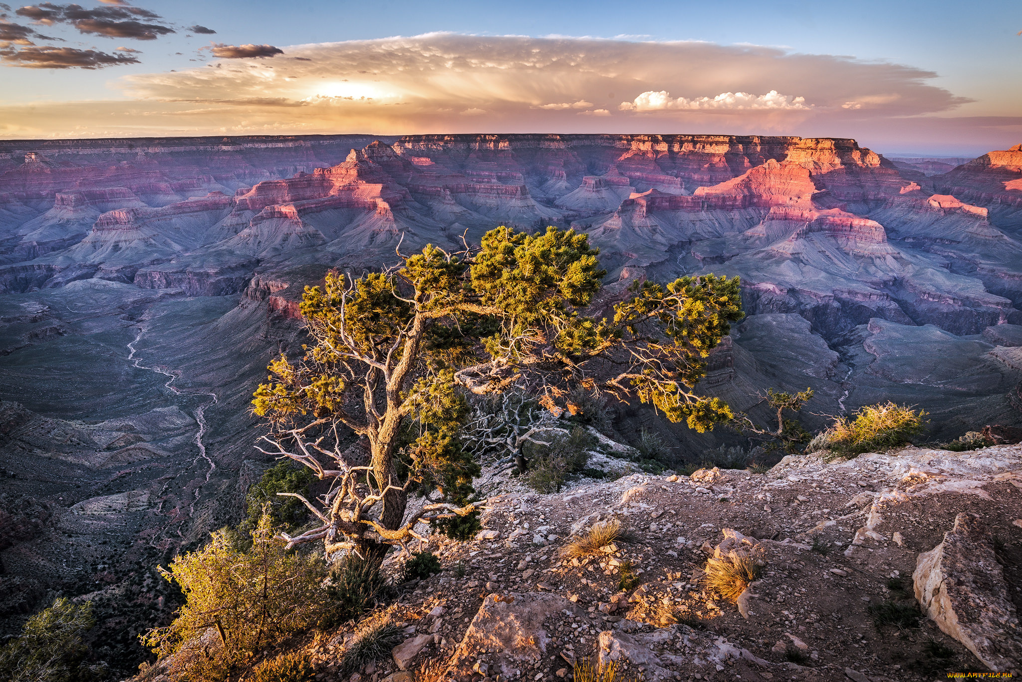 природа, горы, дерево