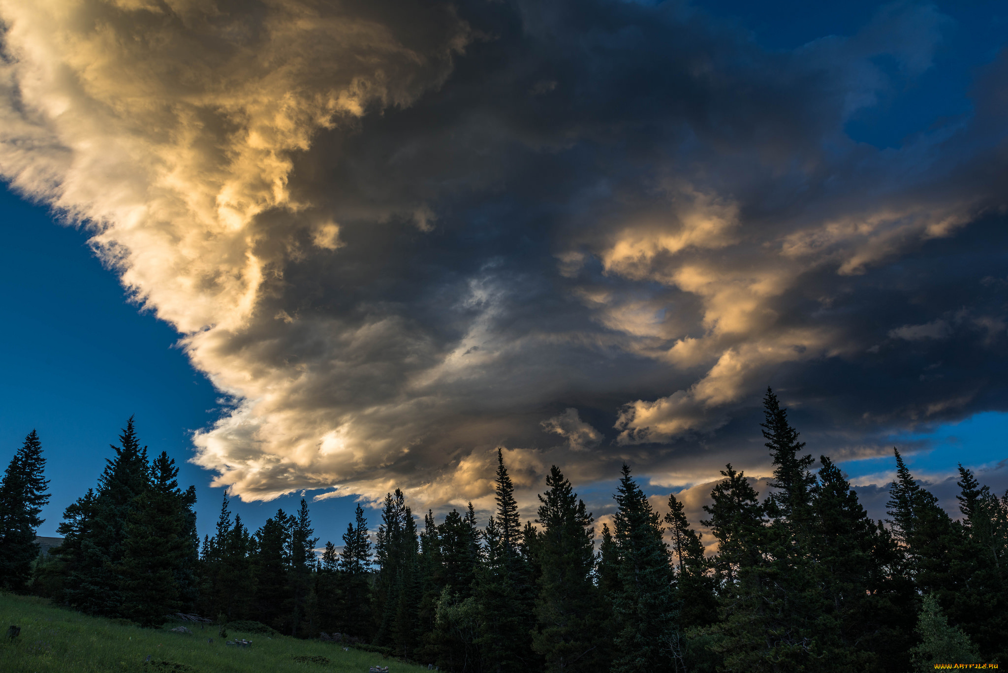 природа, лес, облака