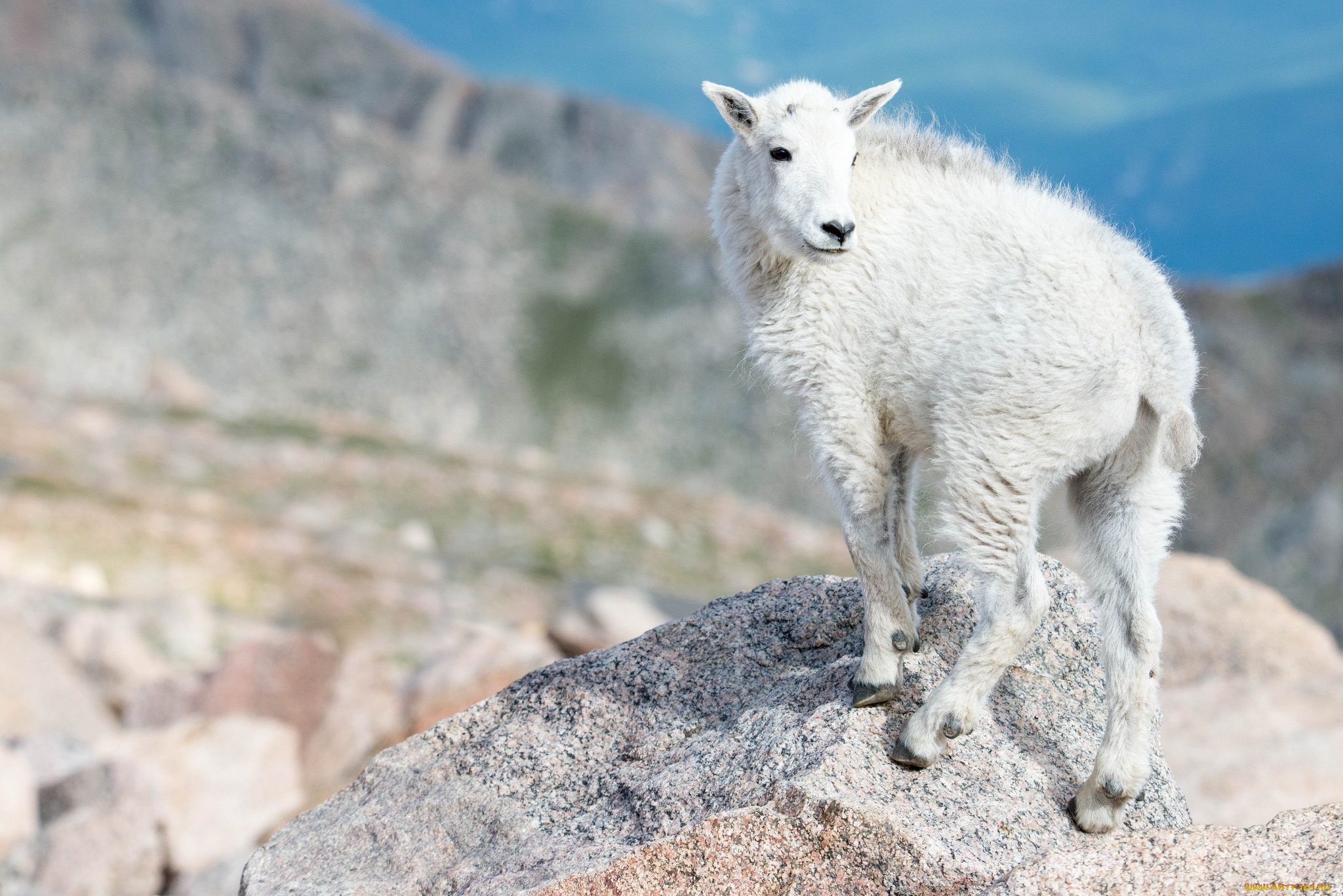 животные, козы, коза