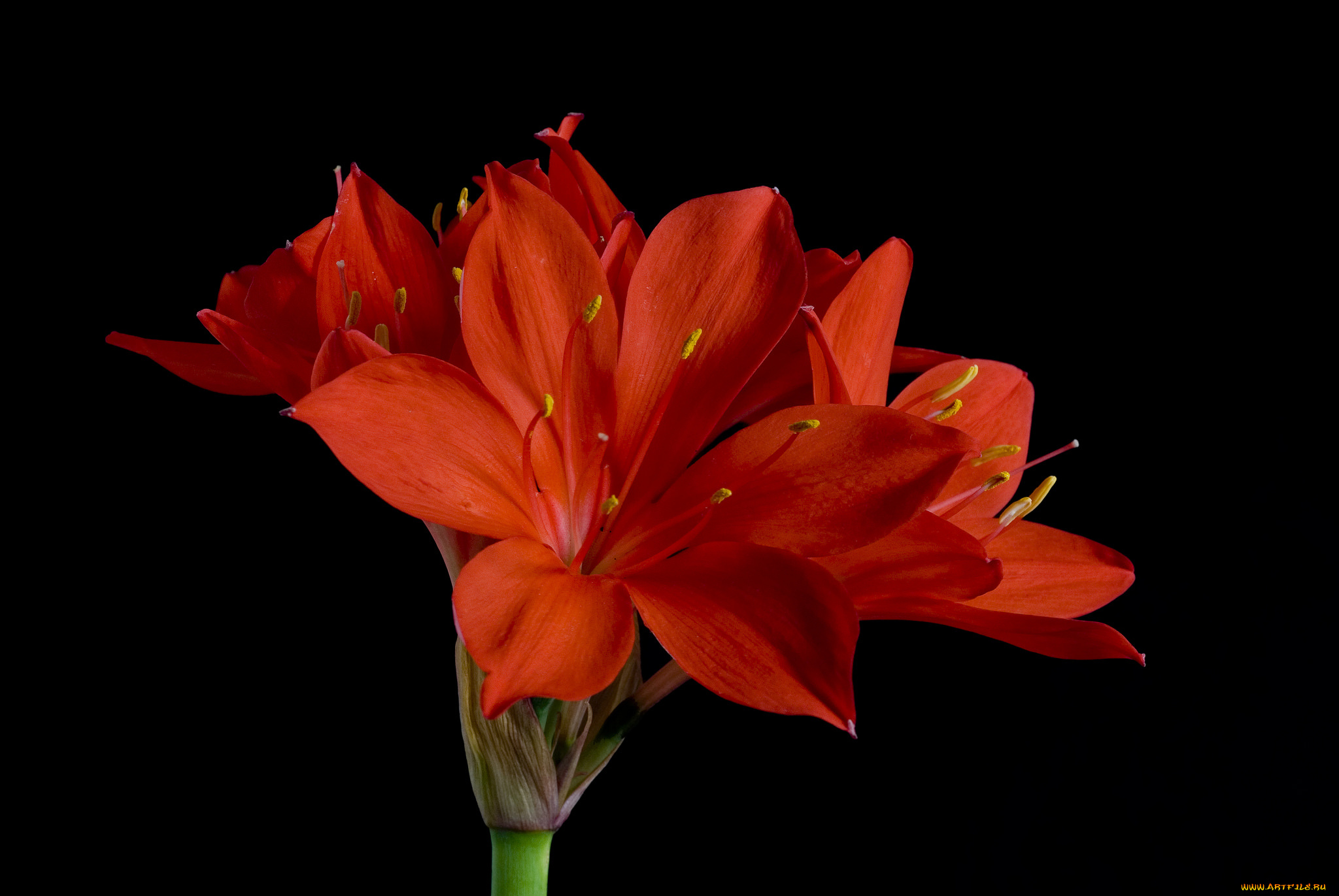 цветы, амариллисы, , гиппеаструмы, аммарилисы, красные, чёрный, фон
