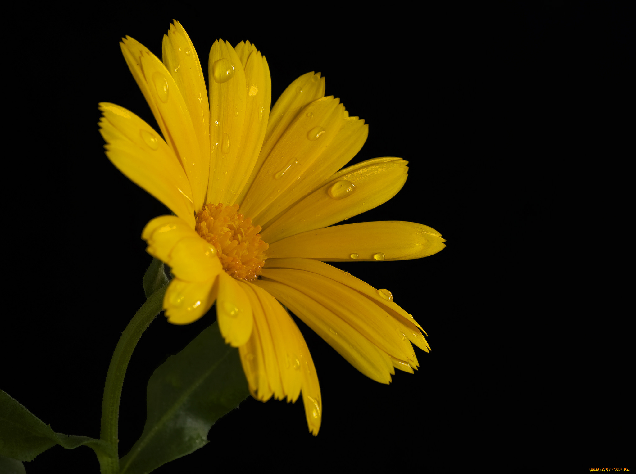 цветы, календула, чёрный, фон