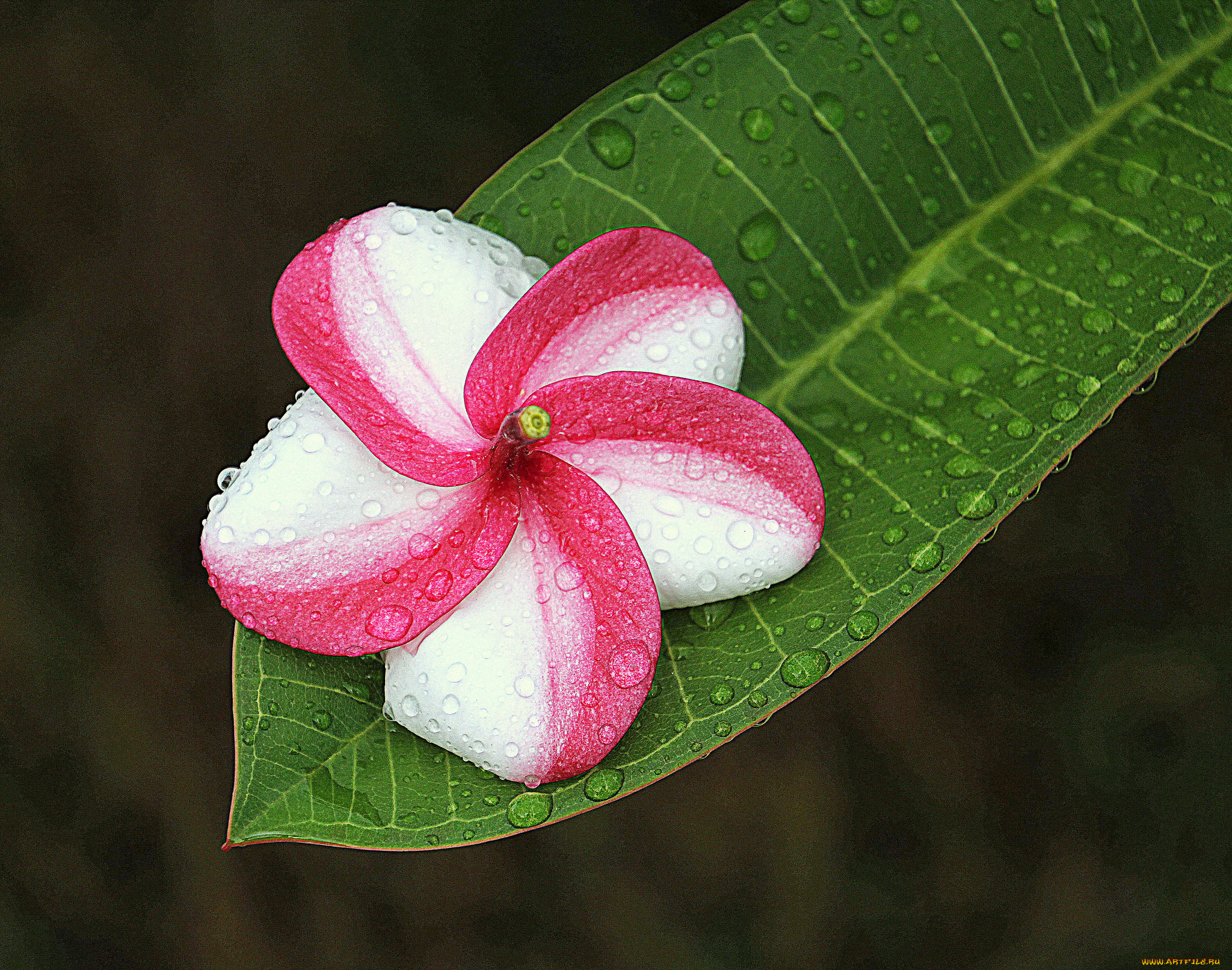 цветы, плюмерия, капли, лист, вода