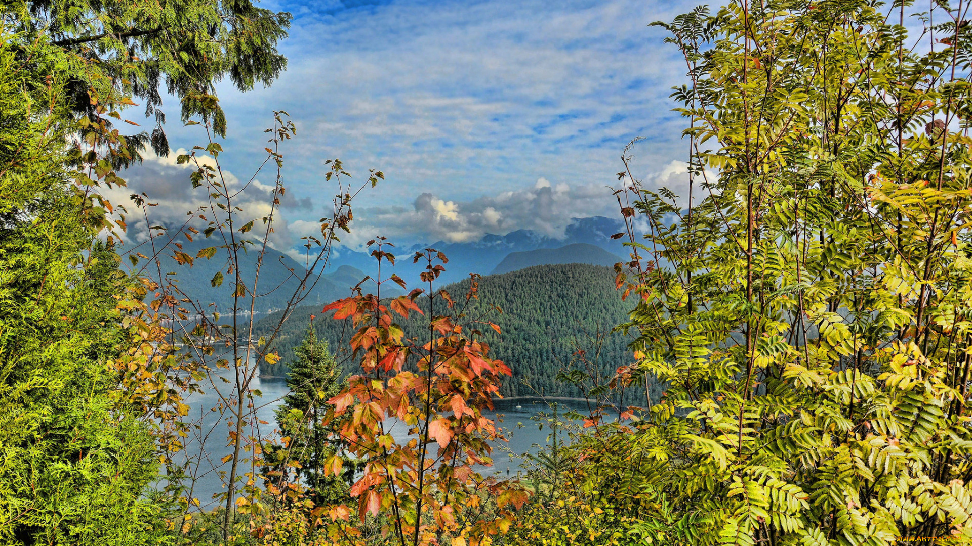 природа, пейзажи, лес, река