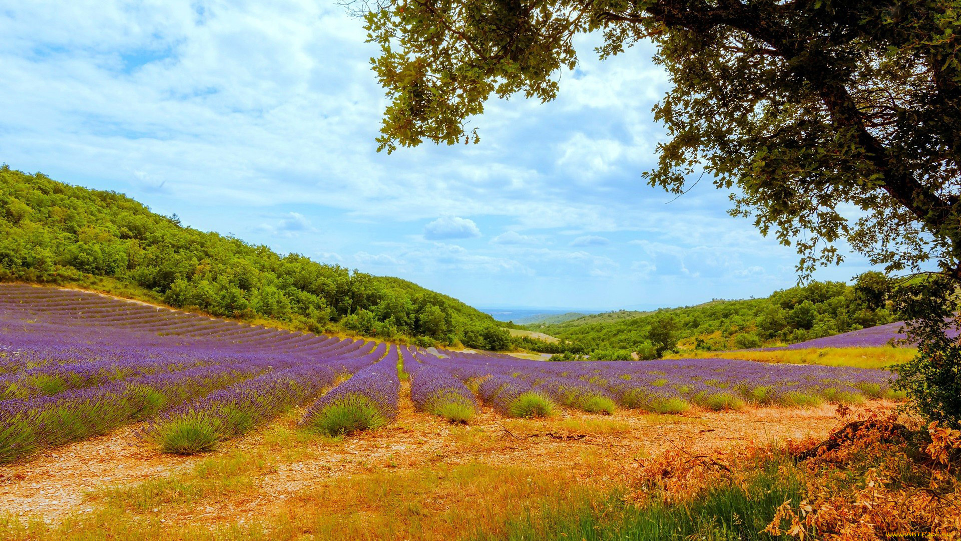 природа, поля, лаванда